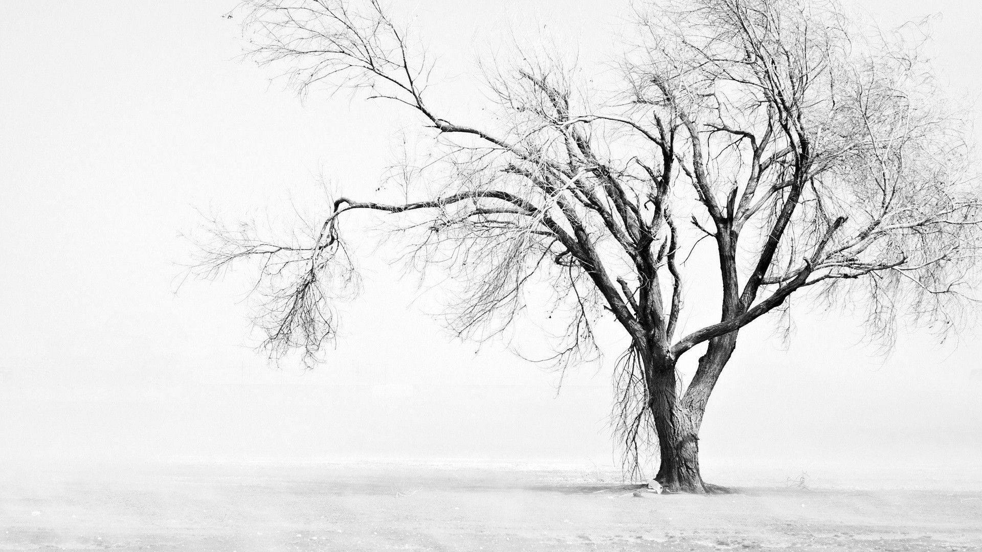 Aesthetic White Dead Tree Background