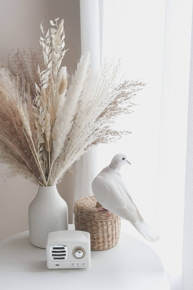 Aesthetic White Dove Background