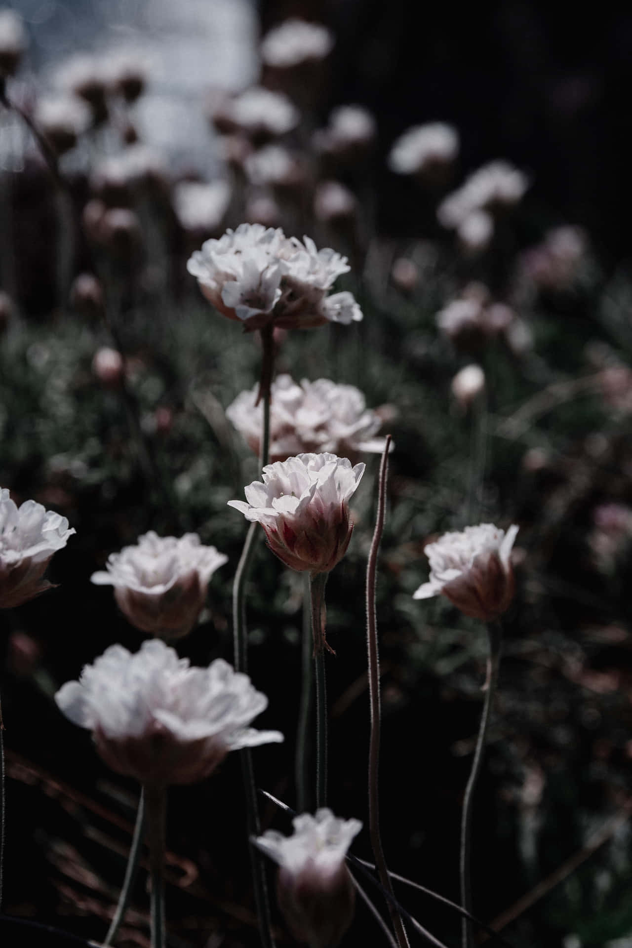 Aesthetic White Flowers In Dark Background