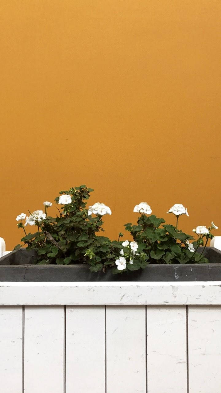 Aesthetic White Flowers Planter Box Background