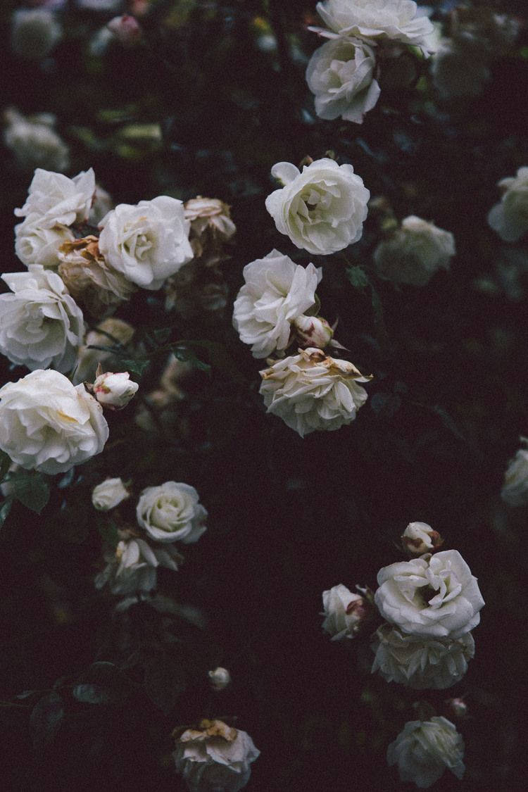 Aesthetic White Flowers Roses