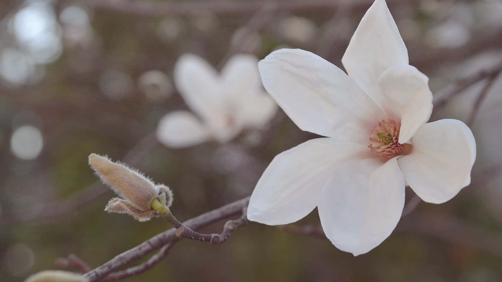 Aesthetic White Kobus Magnolia Flower