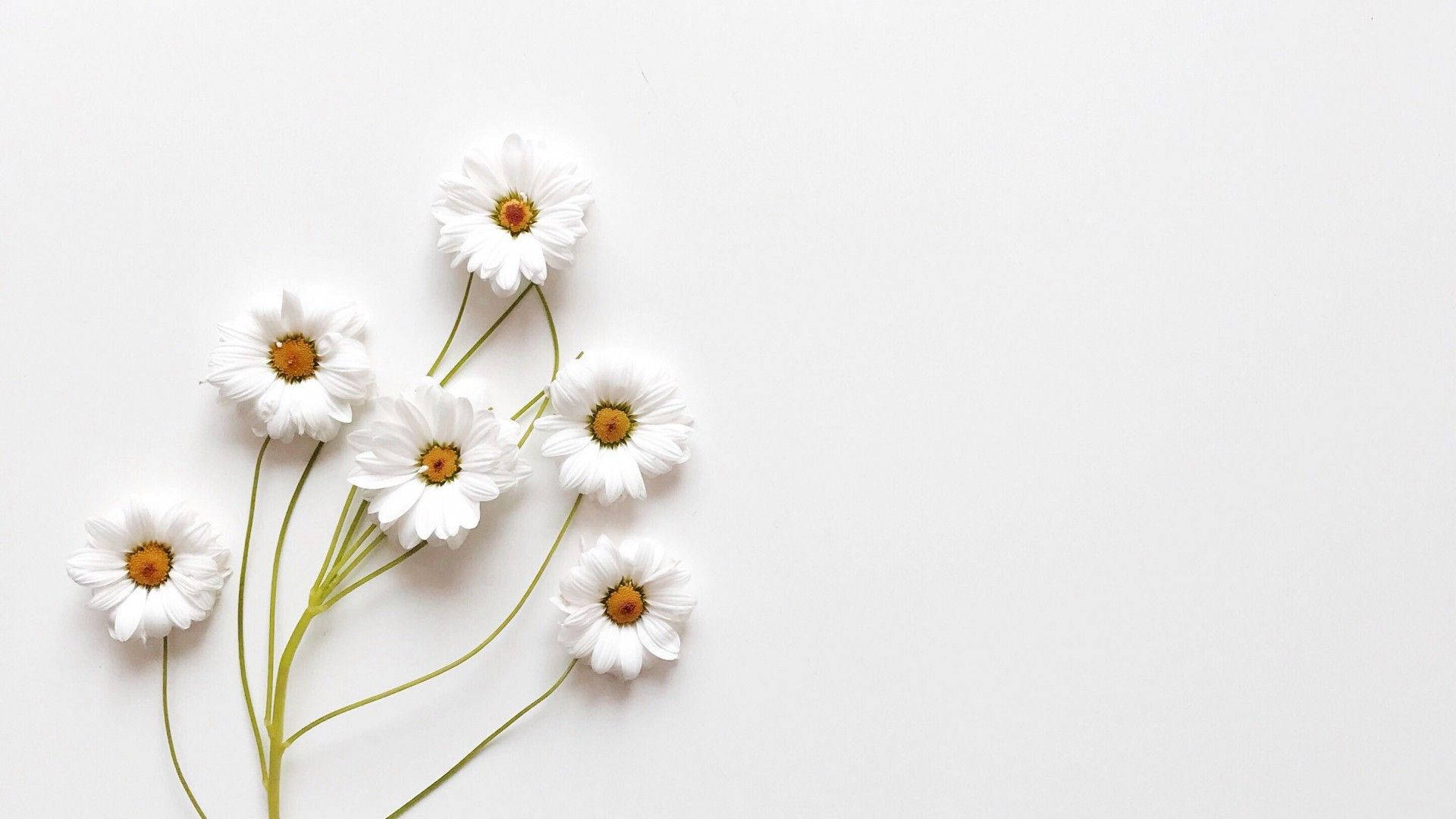 Aesthetic White Lovely Flowers Background