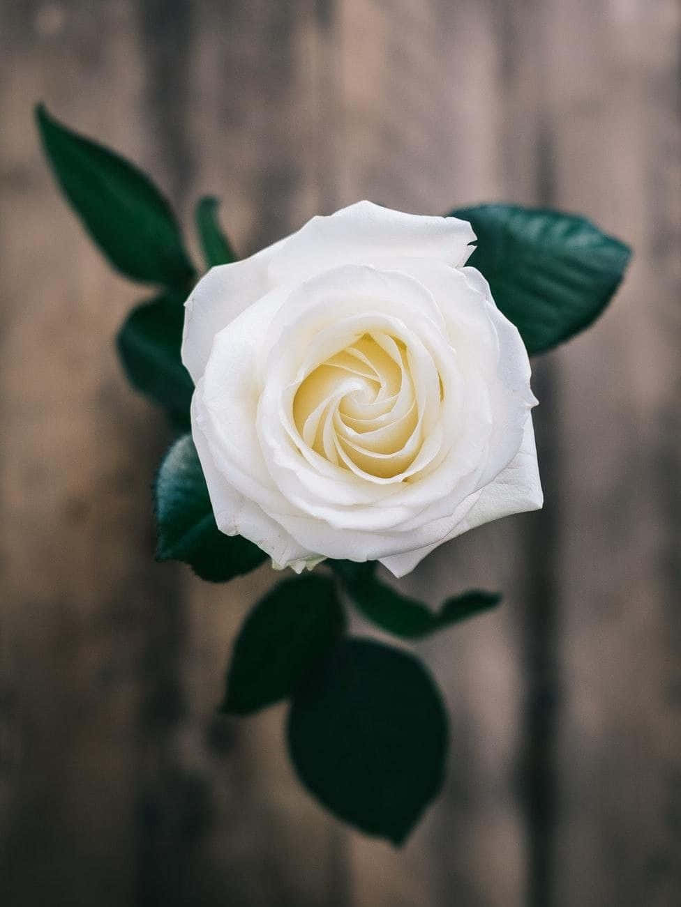 Aesthetic White Rose Flower Background