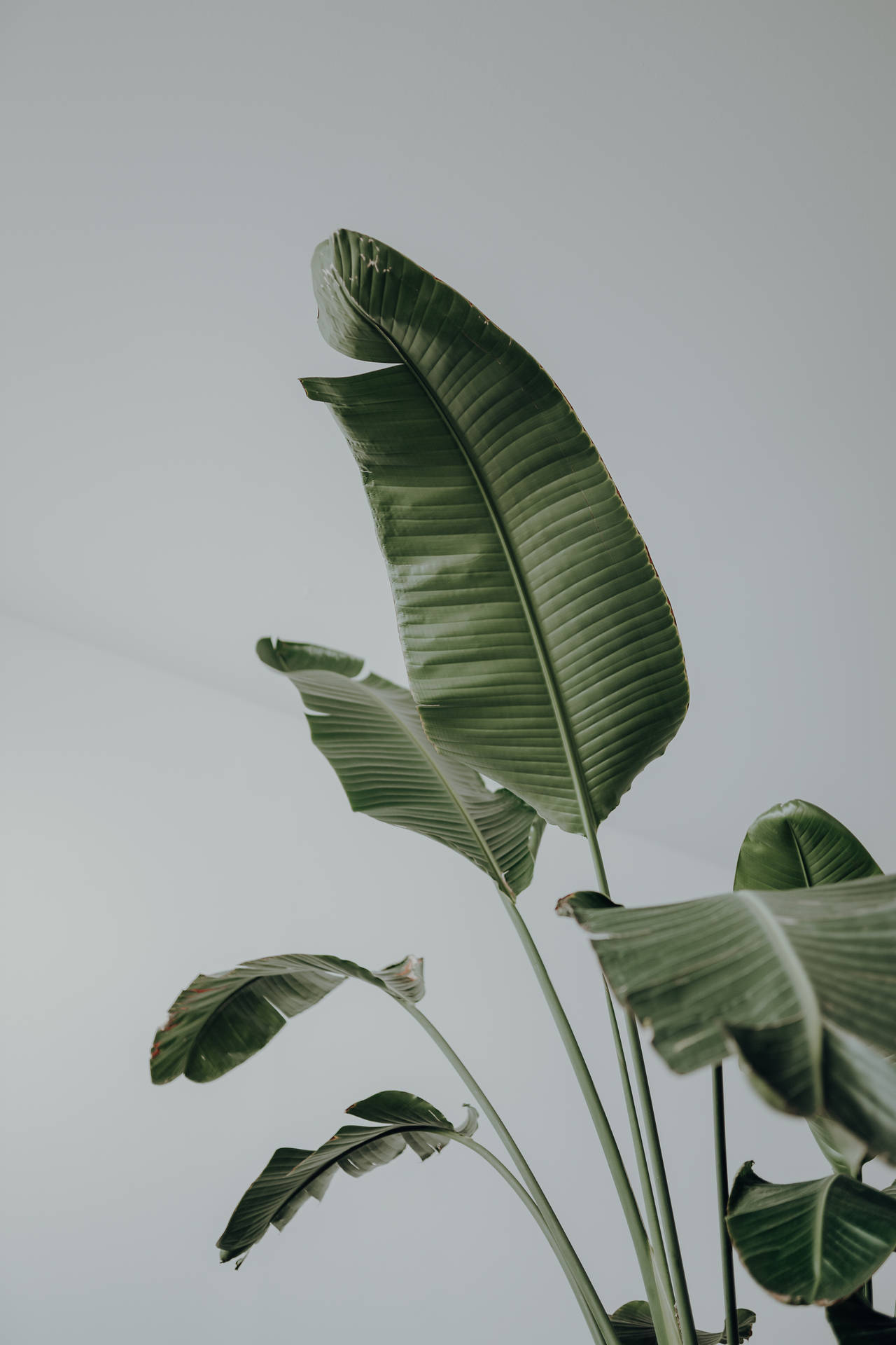 Aesthetic Young Banana Leaves Plants Background