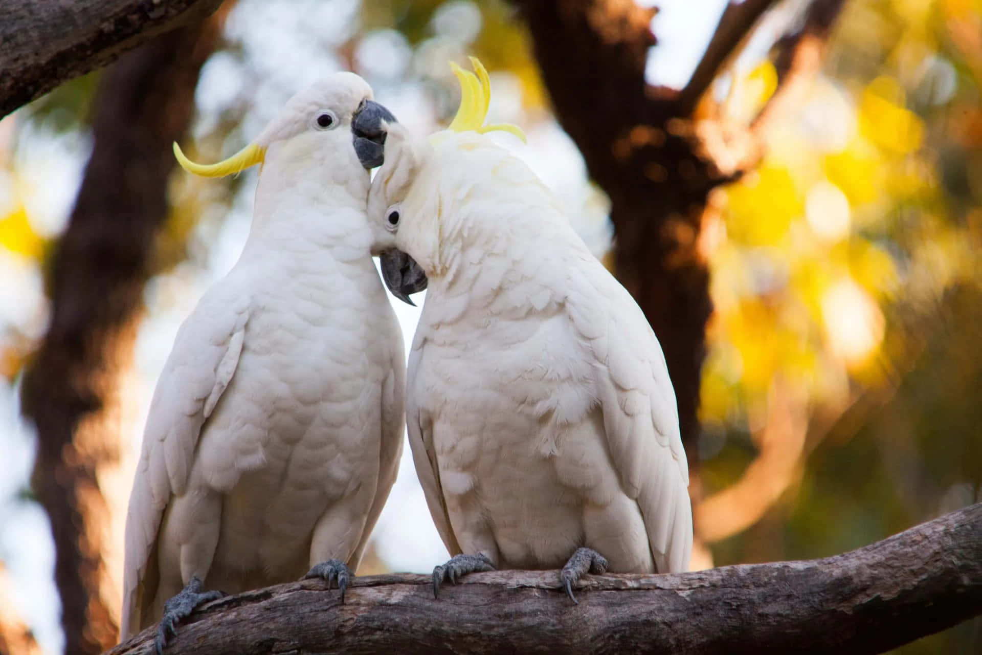 Affectionate Cockatoos Together Background