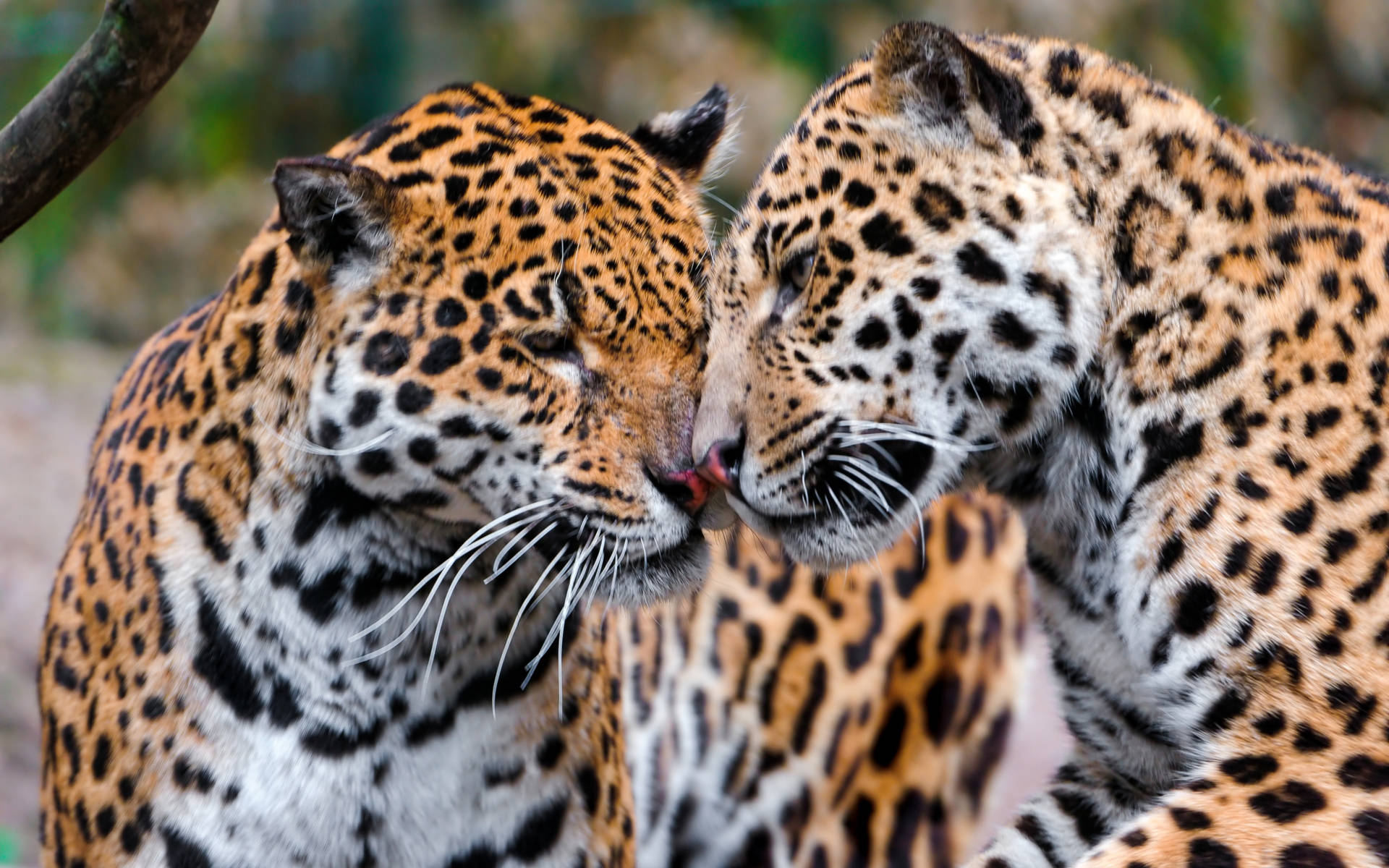 Affectionate Jaguars