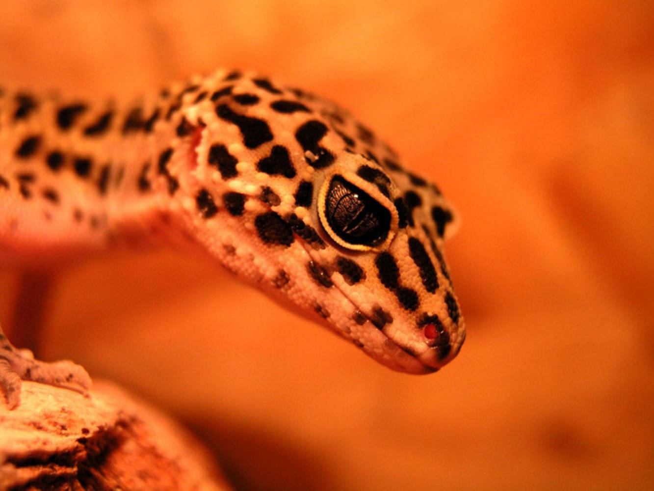 Afgan Leopard Gecko On Dried Wood