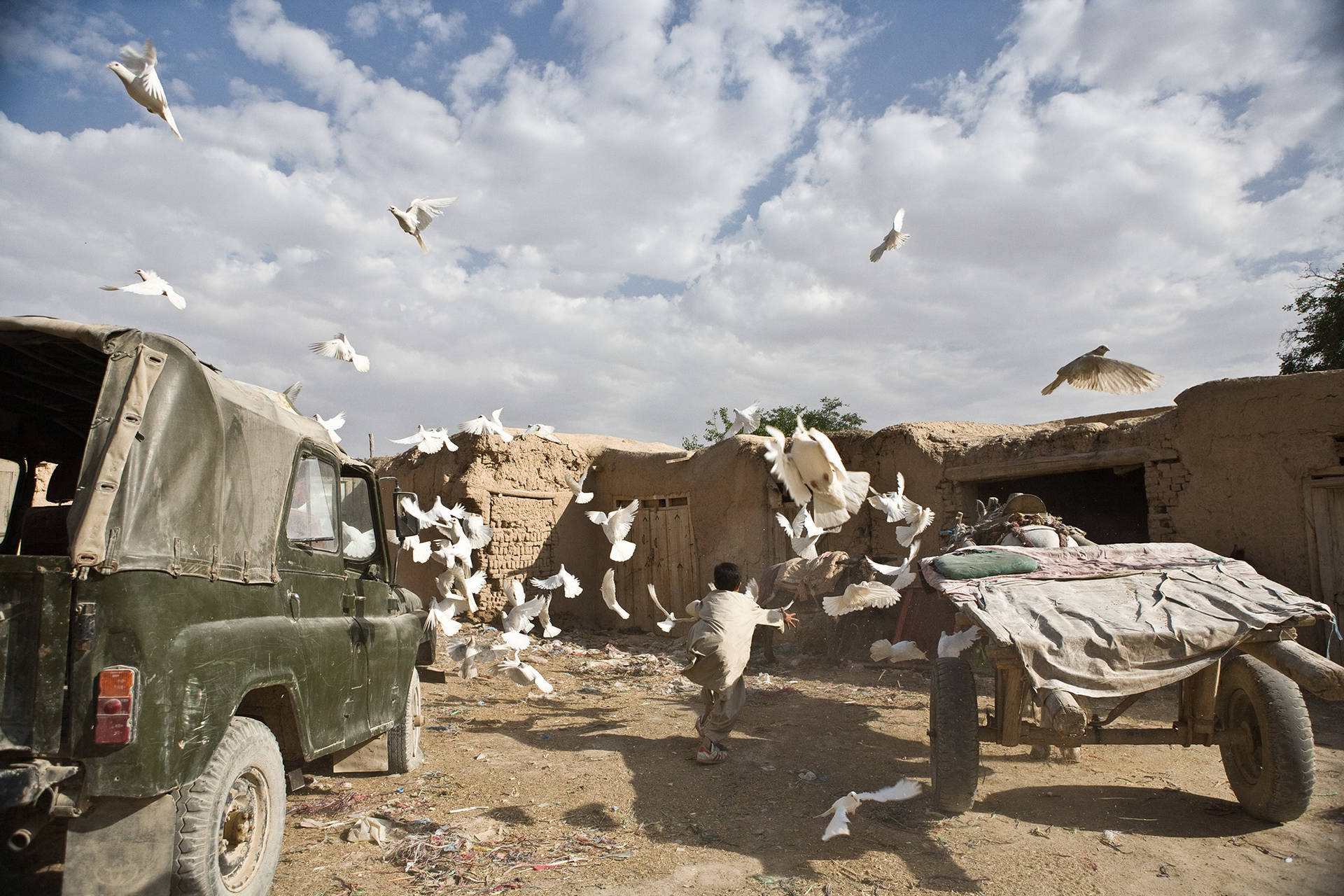 Afghanistan Flock Of Pigeons Background