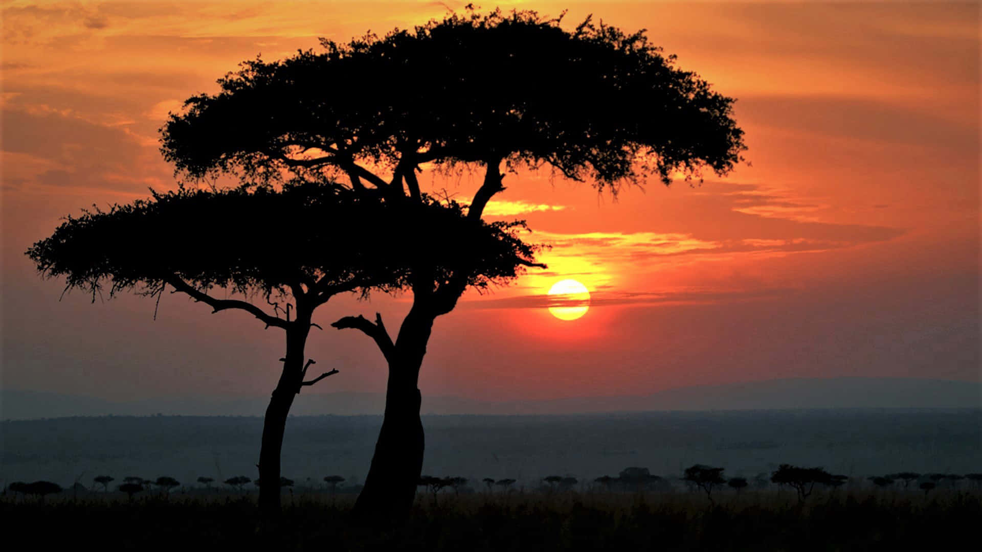 Africa Hd Trees Background