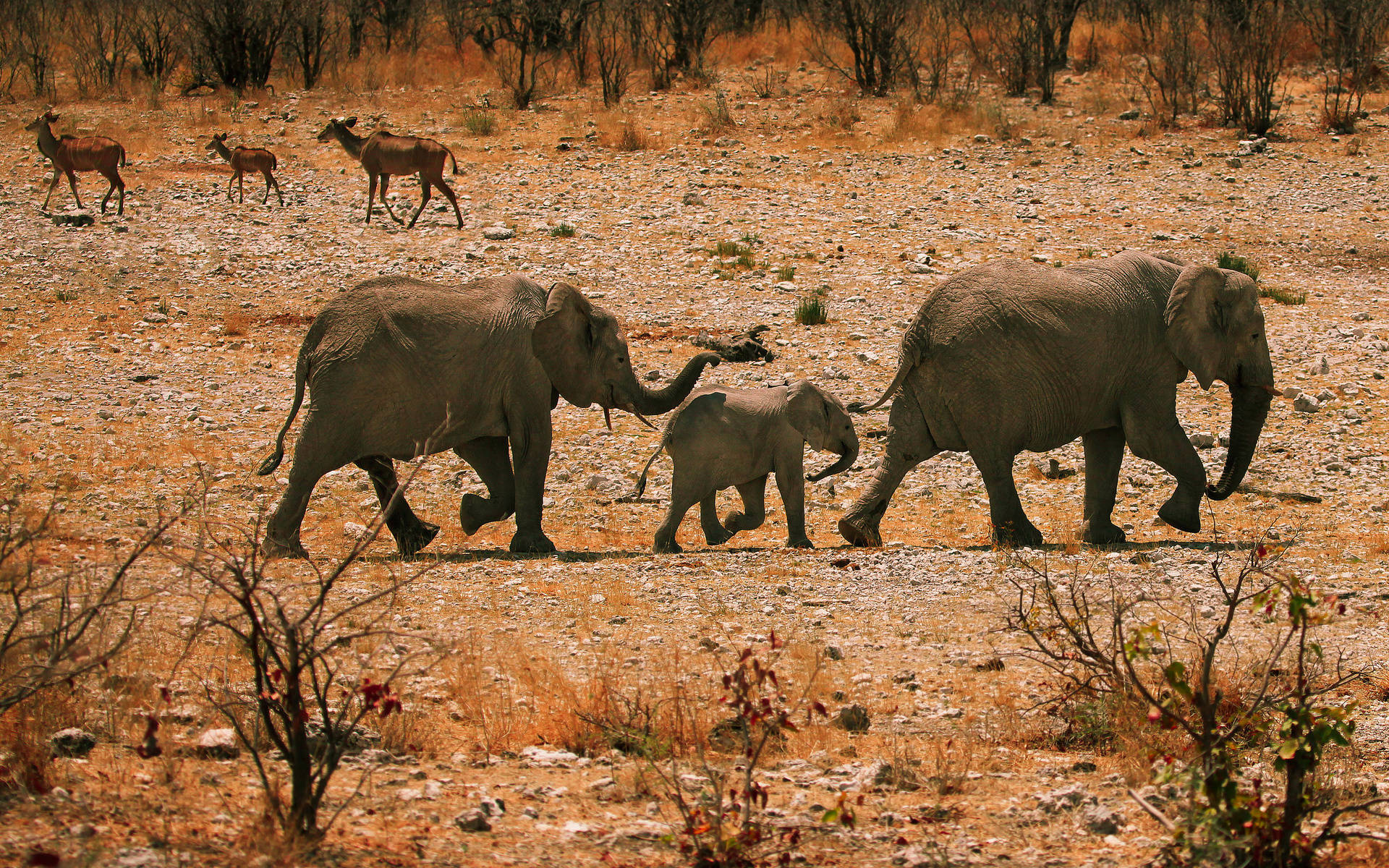 African Animal Families Background