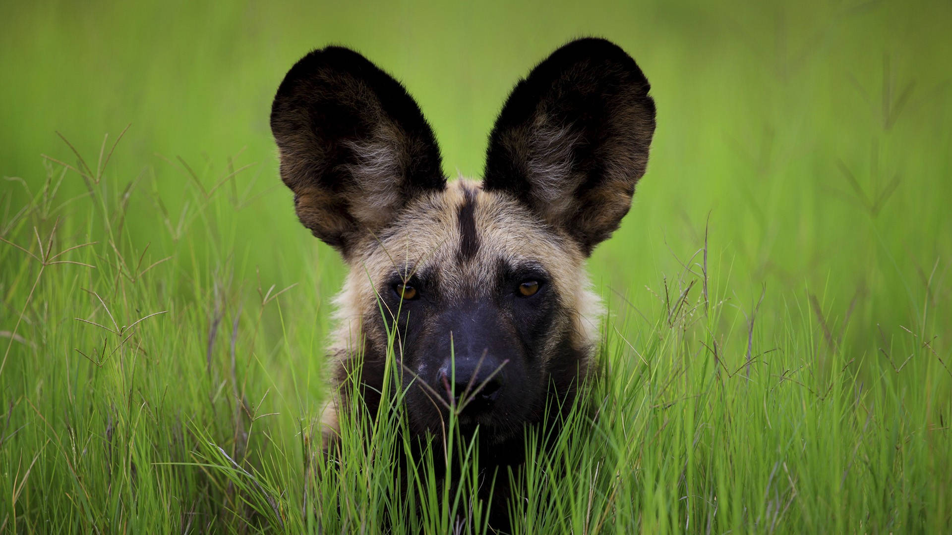 African Animal Wild Dog Background