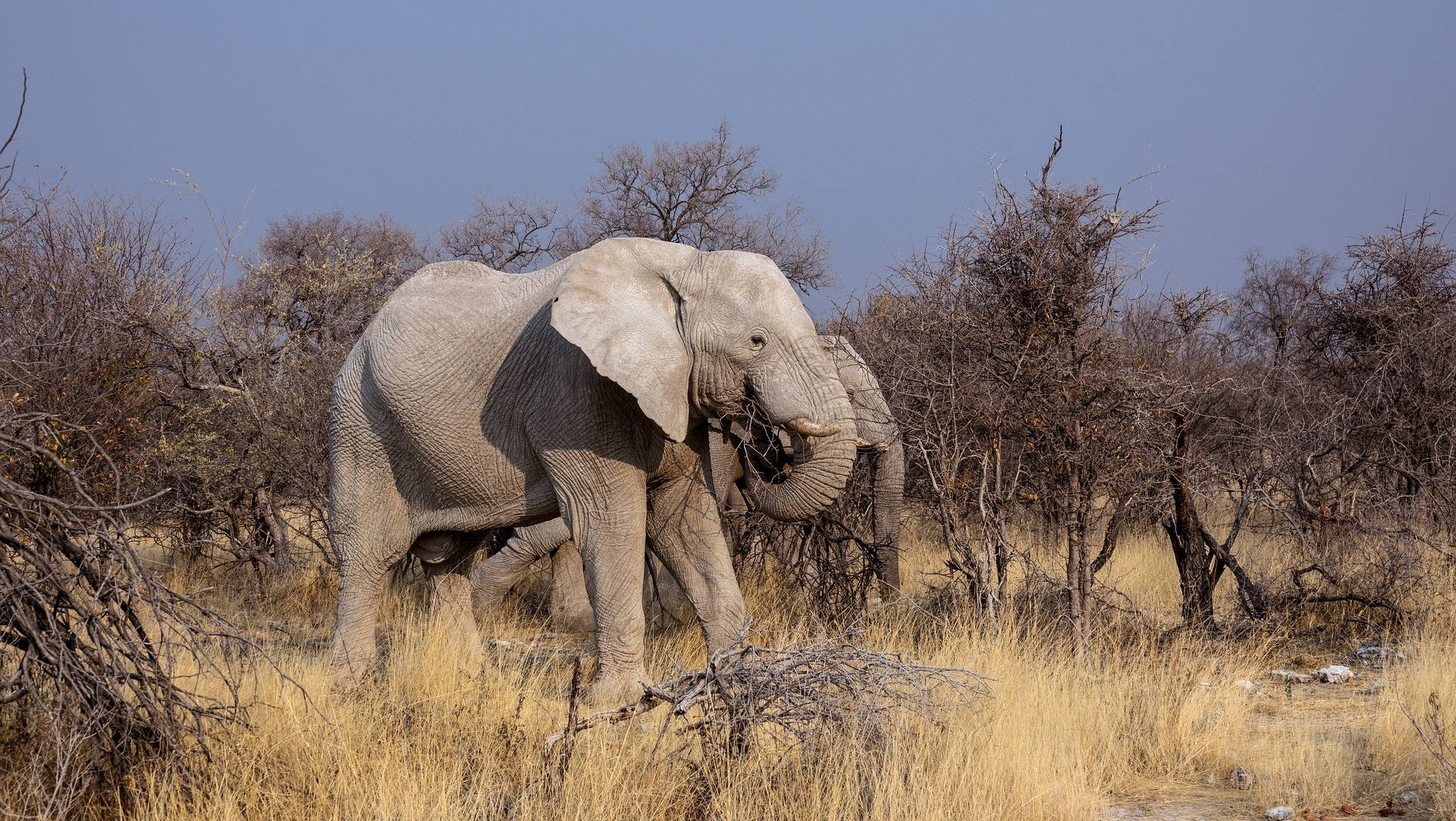 African Animals Adult Elephants Background