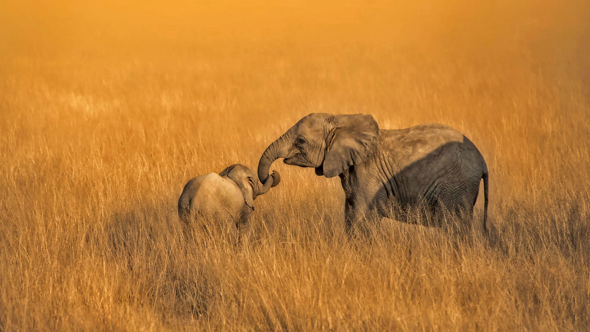 African Animals Baby Elephants Background