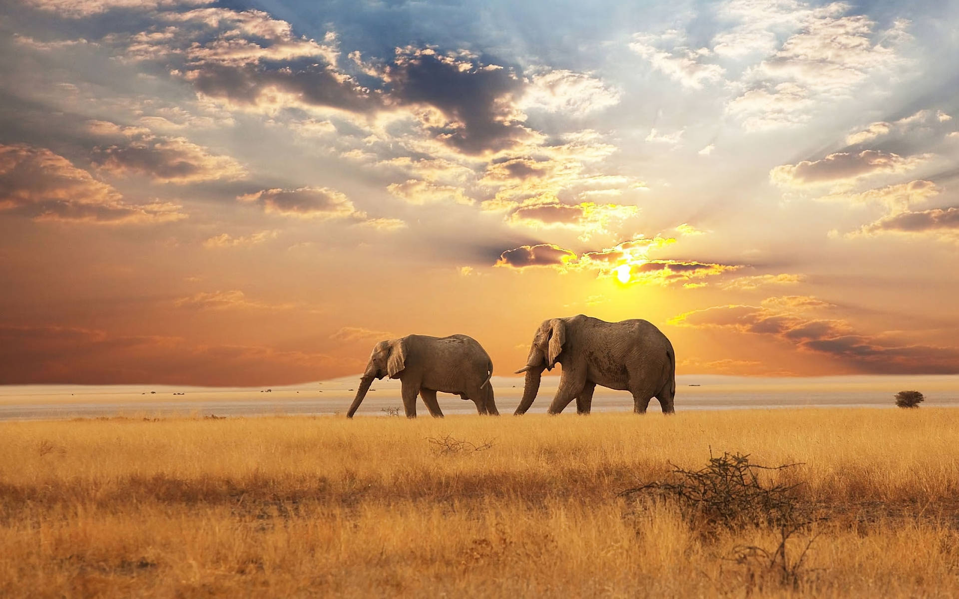 African Animals Elephants Grass Background