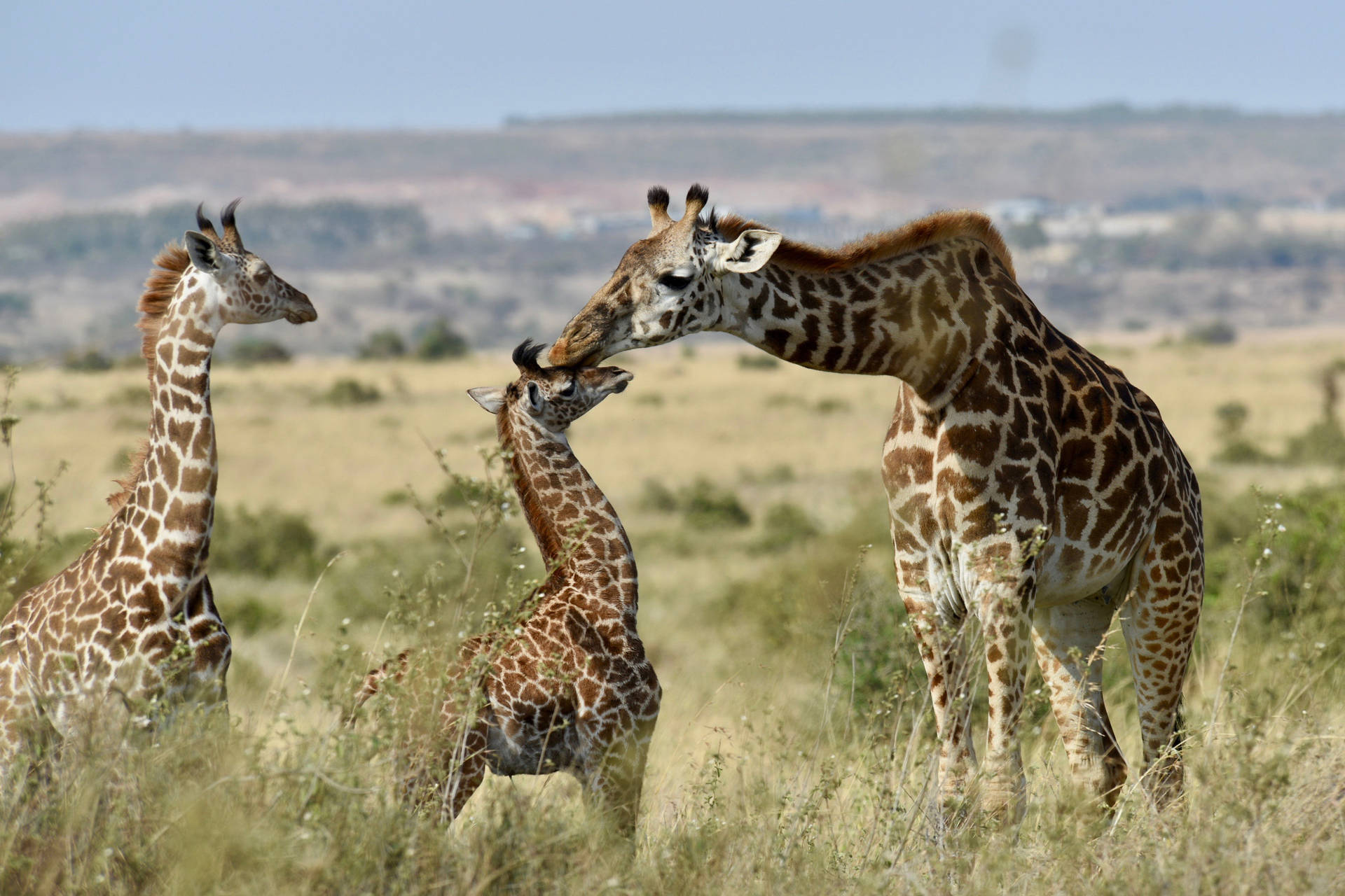 African Animals Giraffe Calf Background