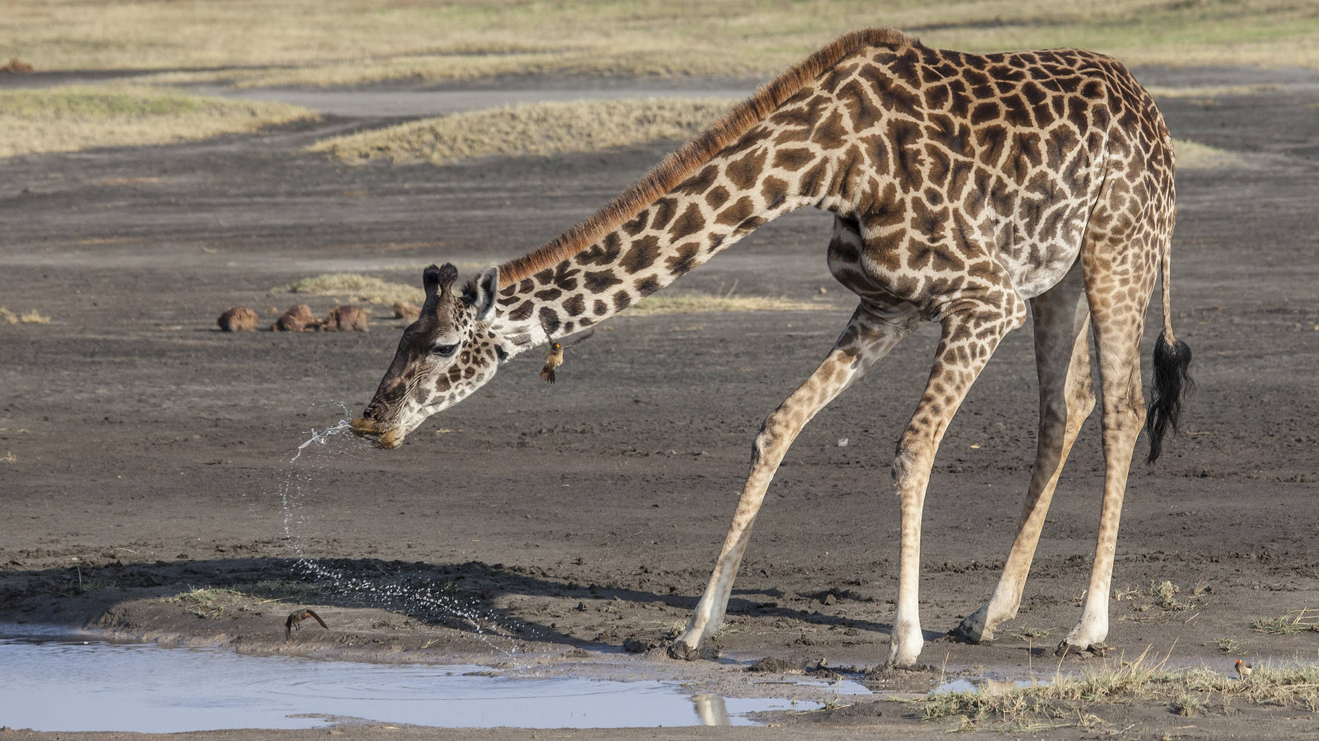 African Animals Giraffe Water Background