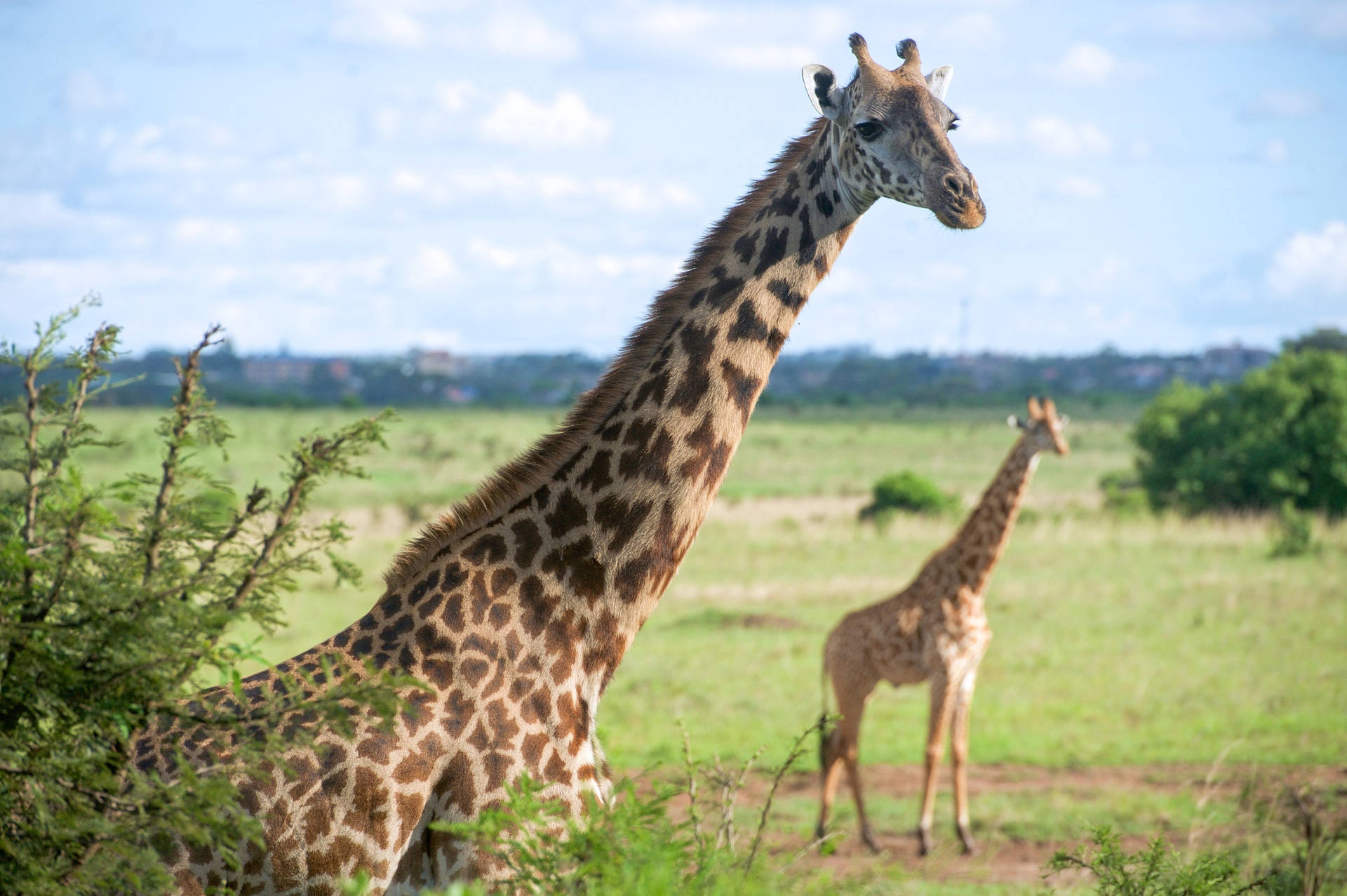 African Animals Giraffes Background