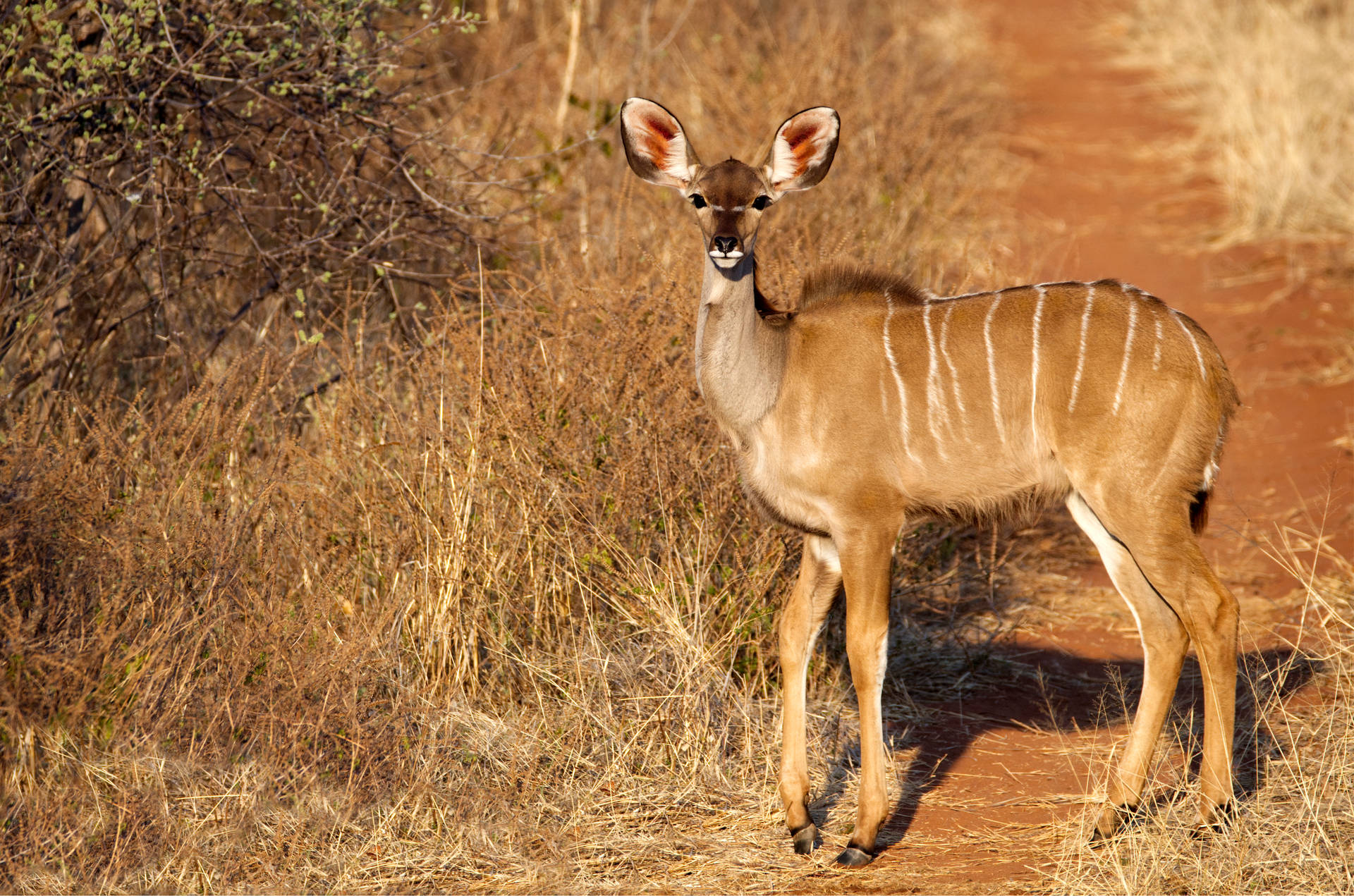 African Animals Kudu Background