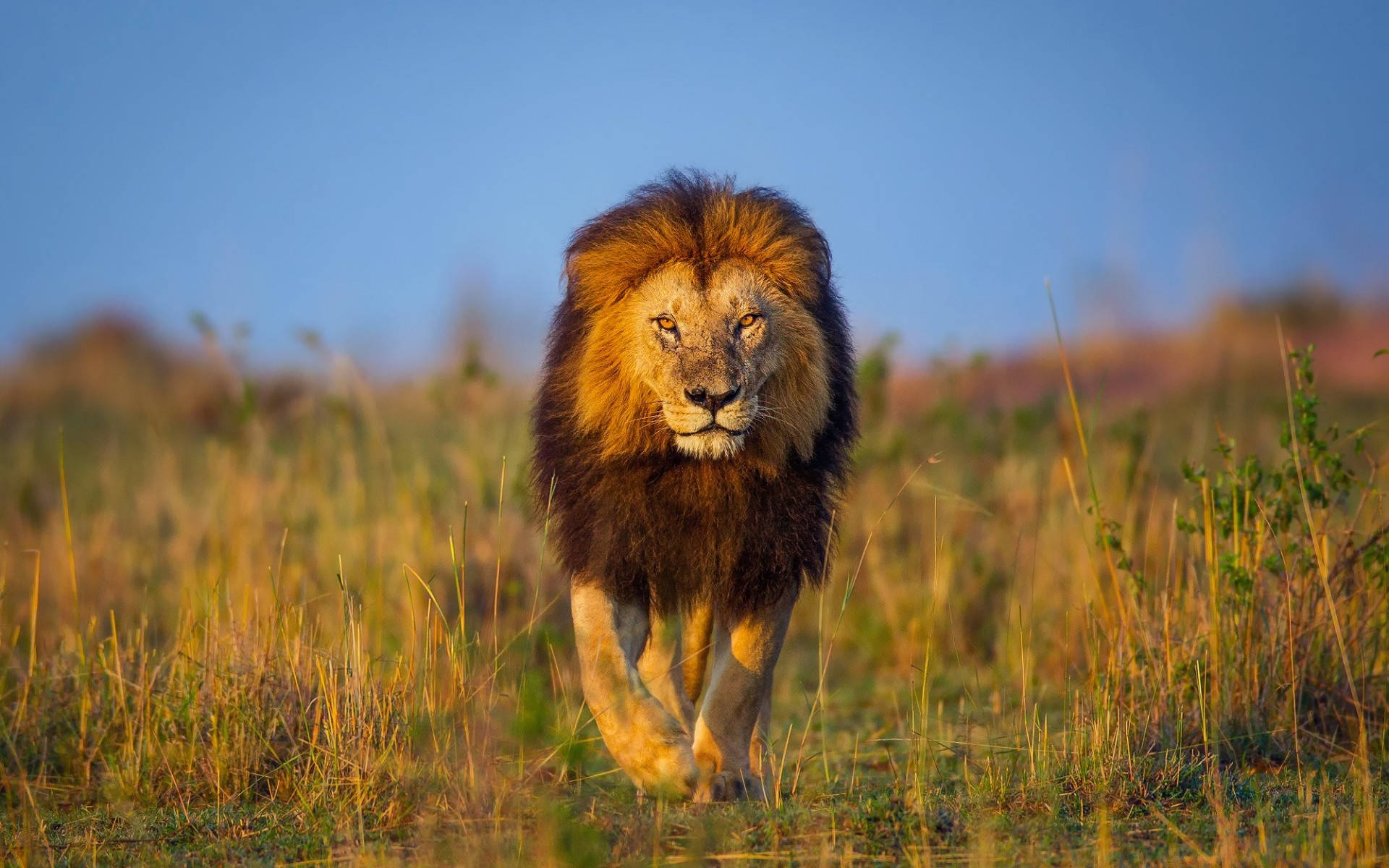 African Animals Large Lion Background