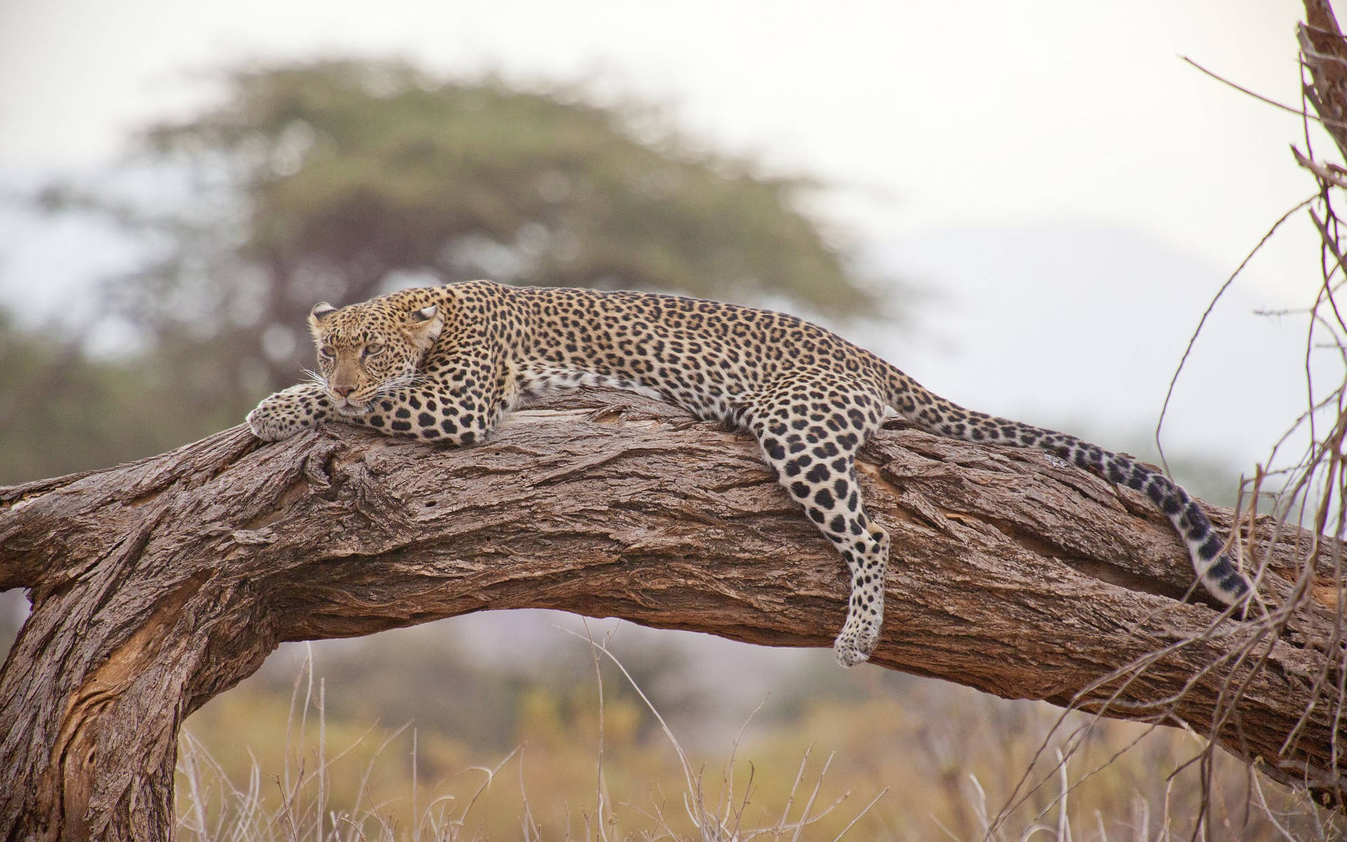 African Animals Leopard Trunk Background
