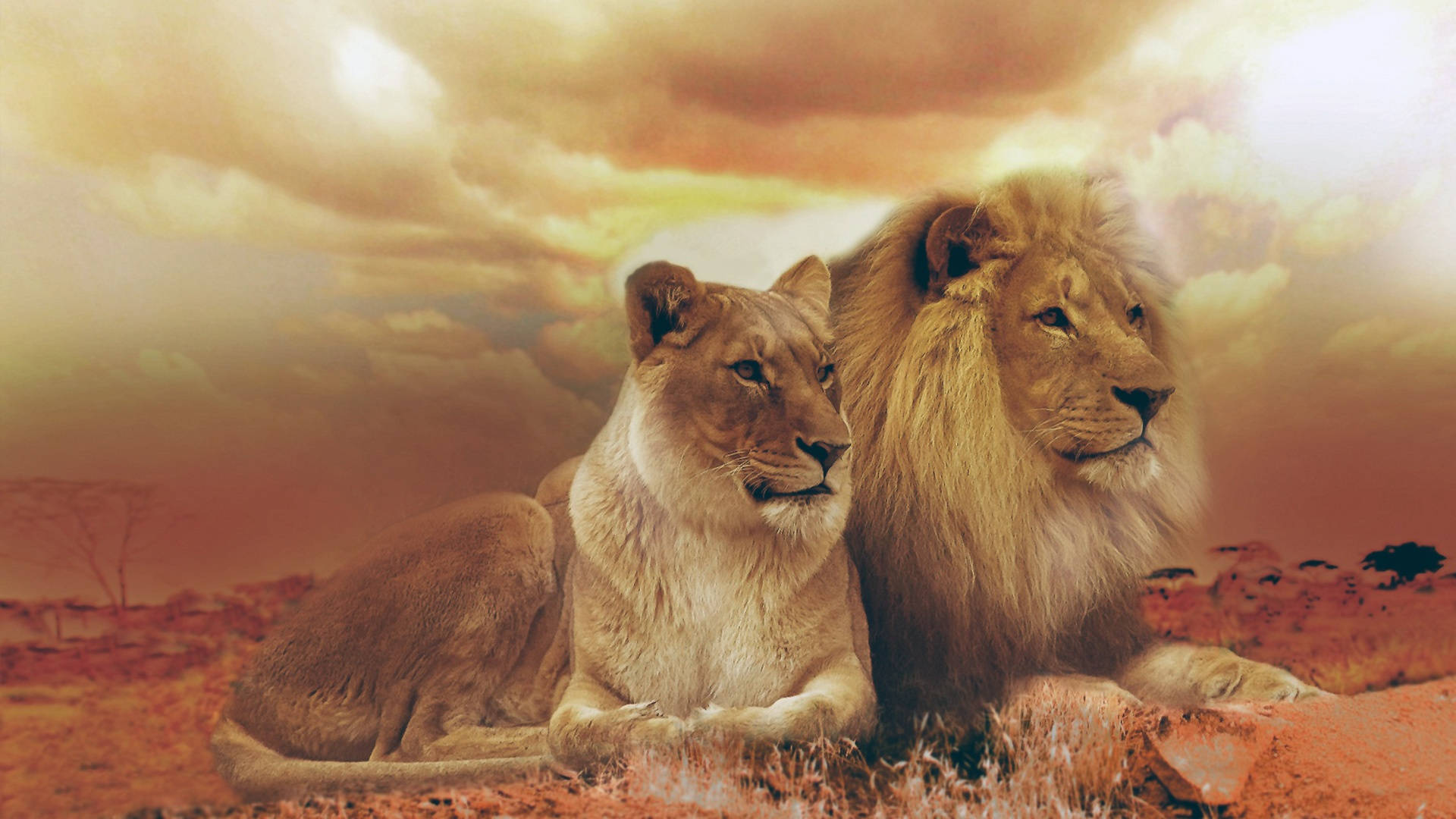 African Animals Lion Lioness Background