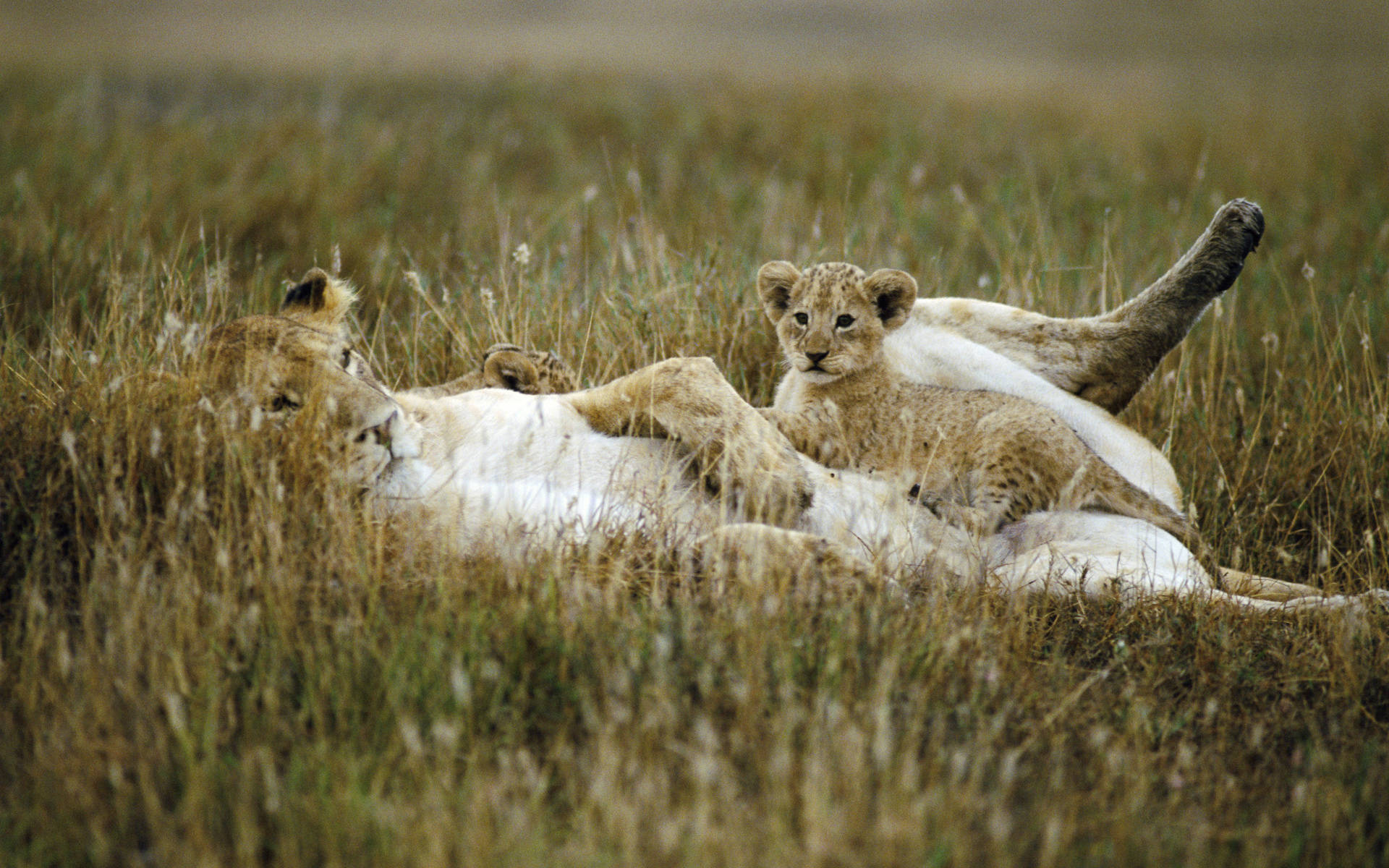 African Animals Lioness Cubs Background