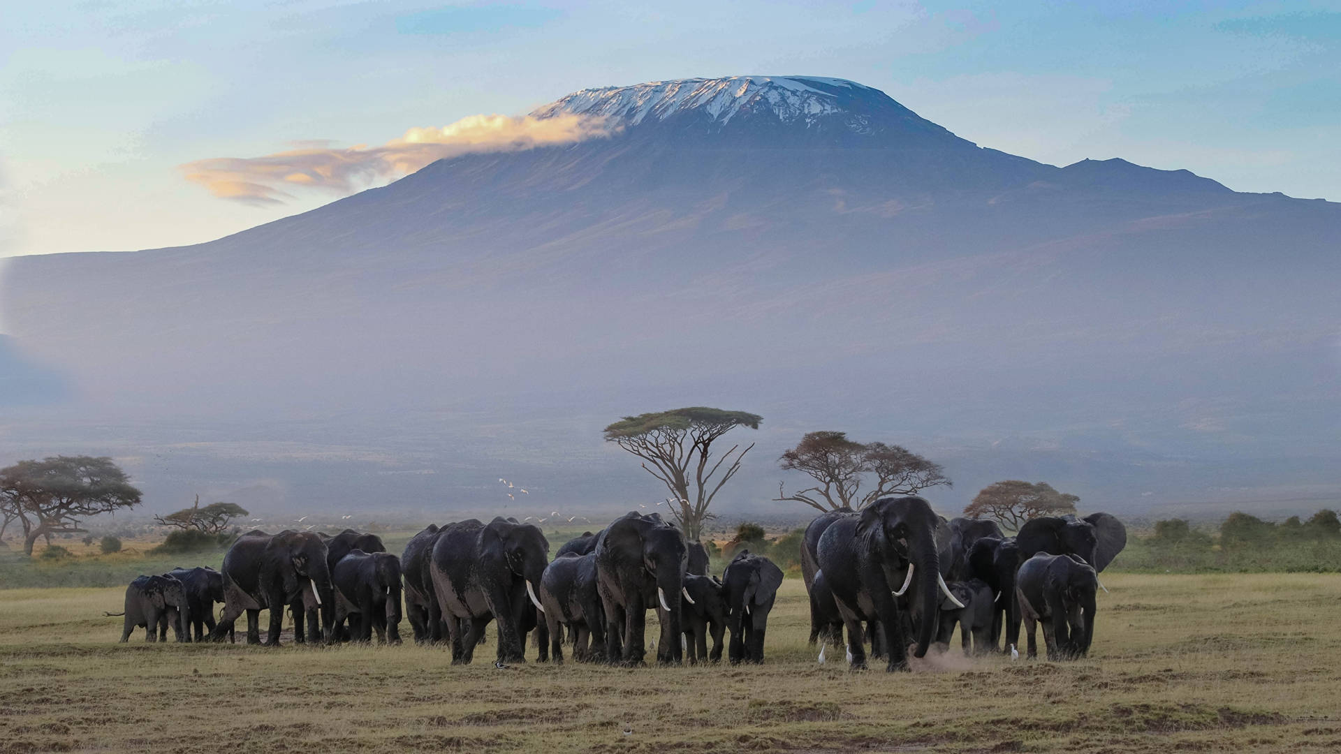 African Animals Mountain Background
