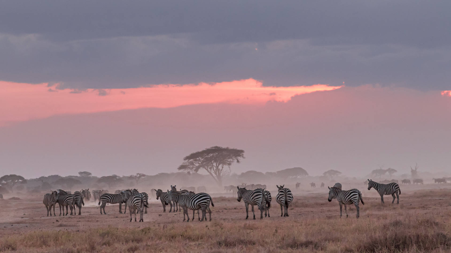 African Animals Pink Sky