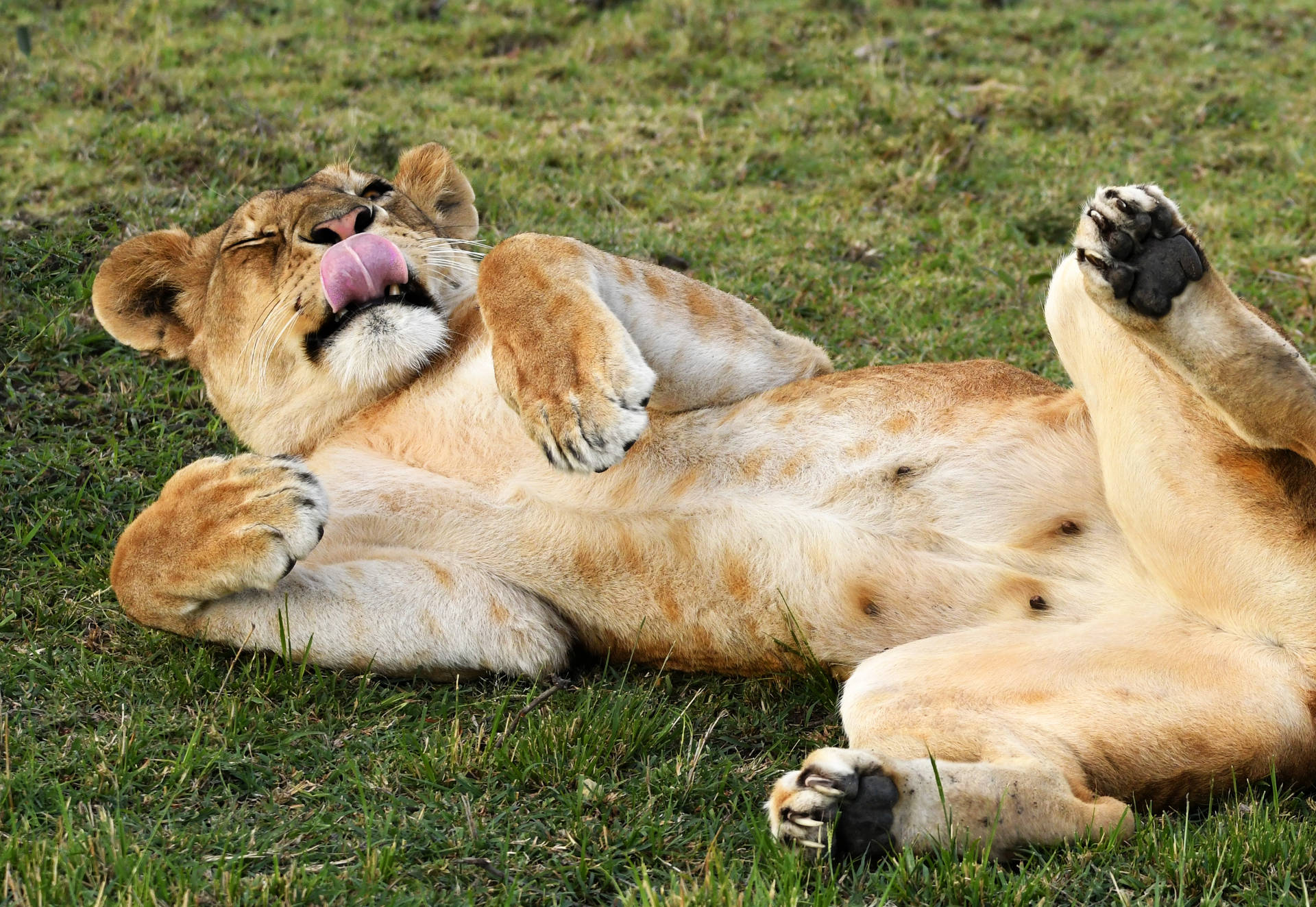 African Animals Resting Lion Background
