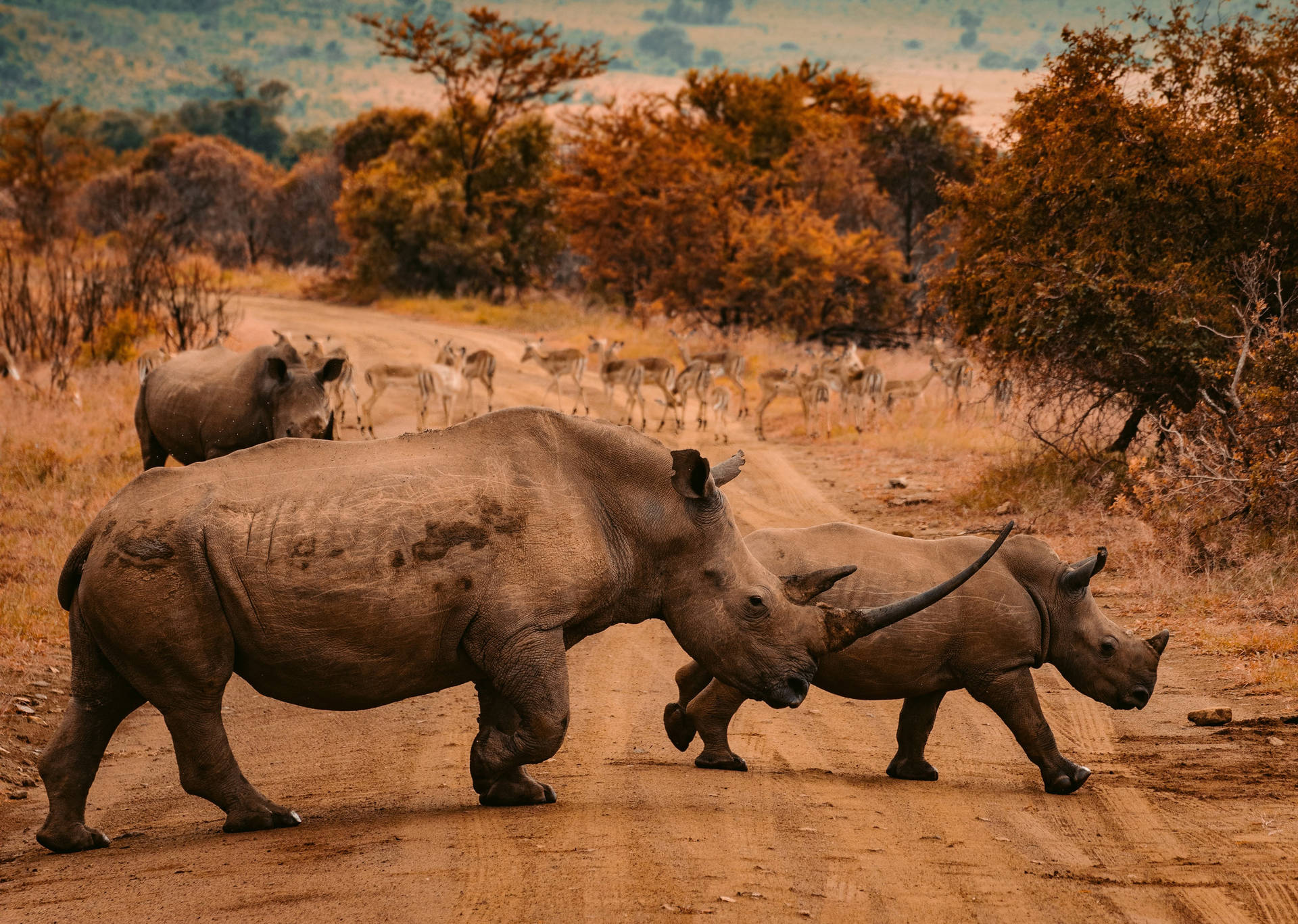 African Animals Rhinos Background