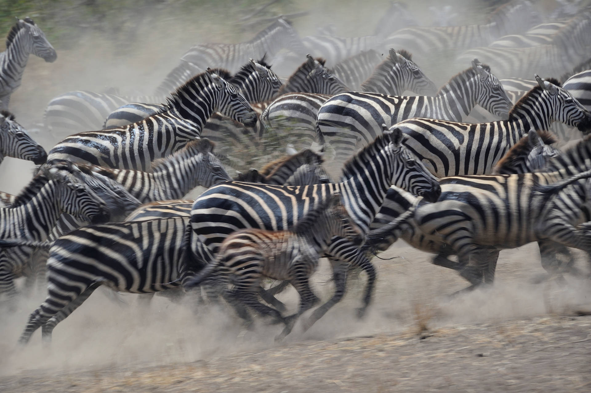 African Animals Stampede Background