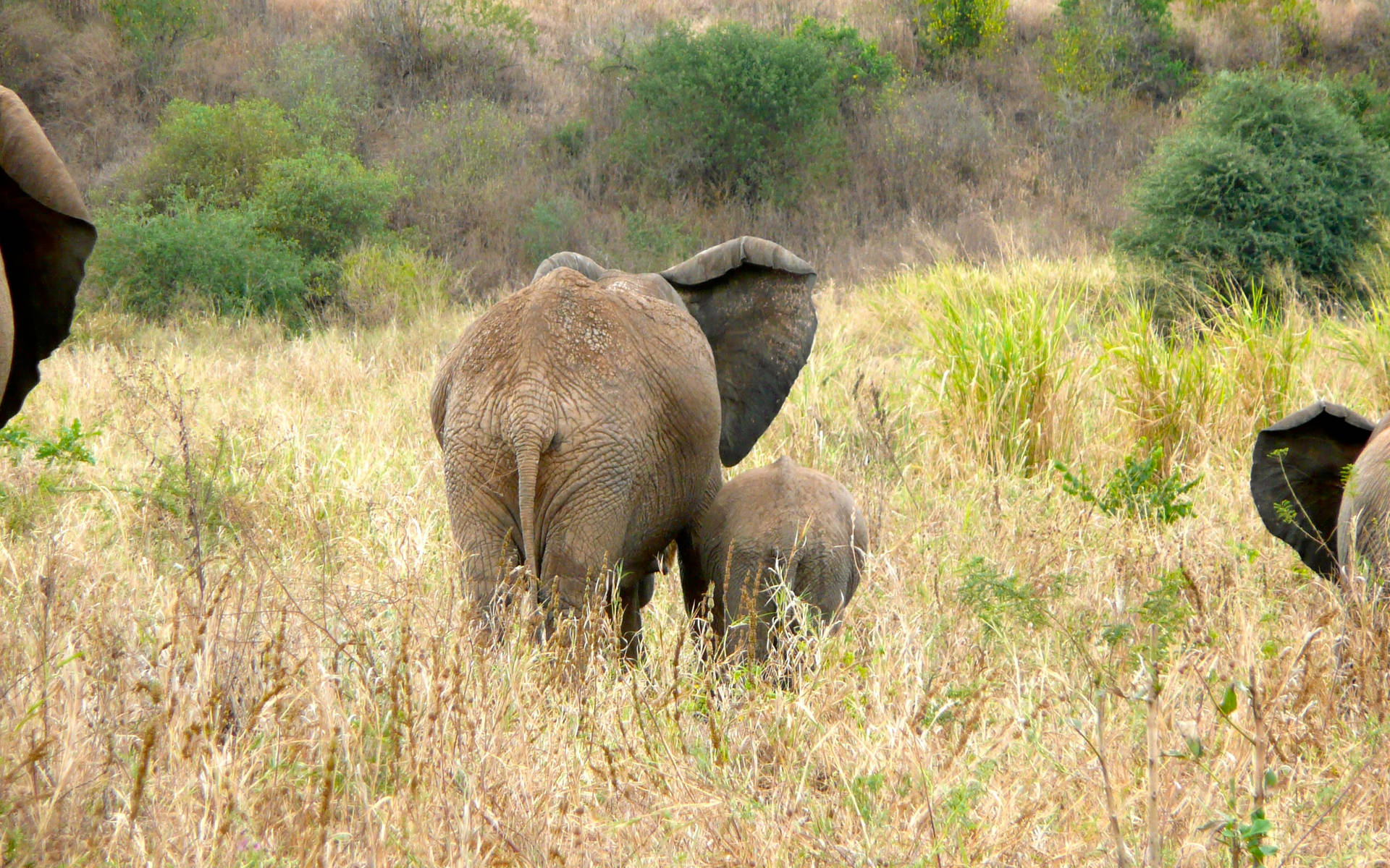 African Animals Tall Grass Background