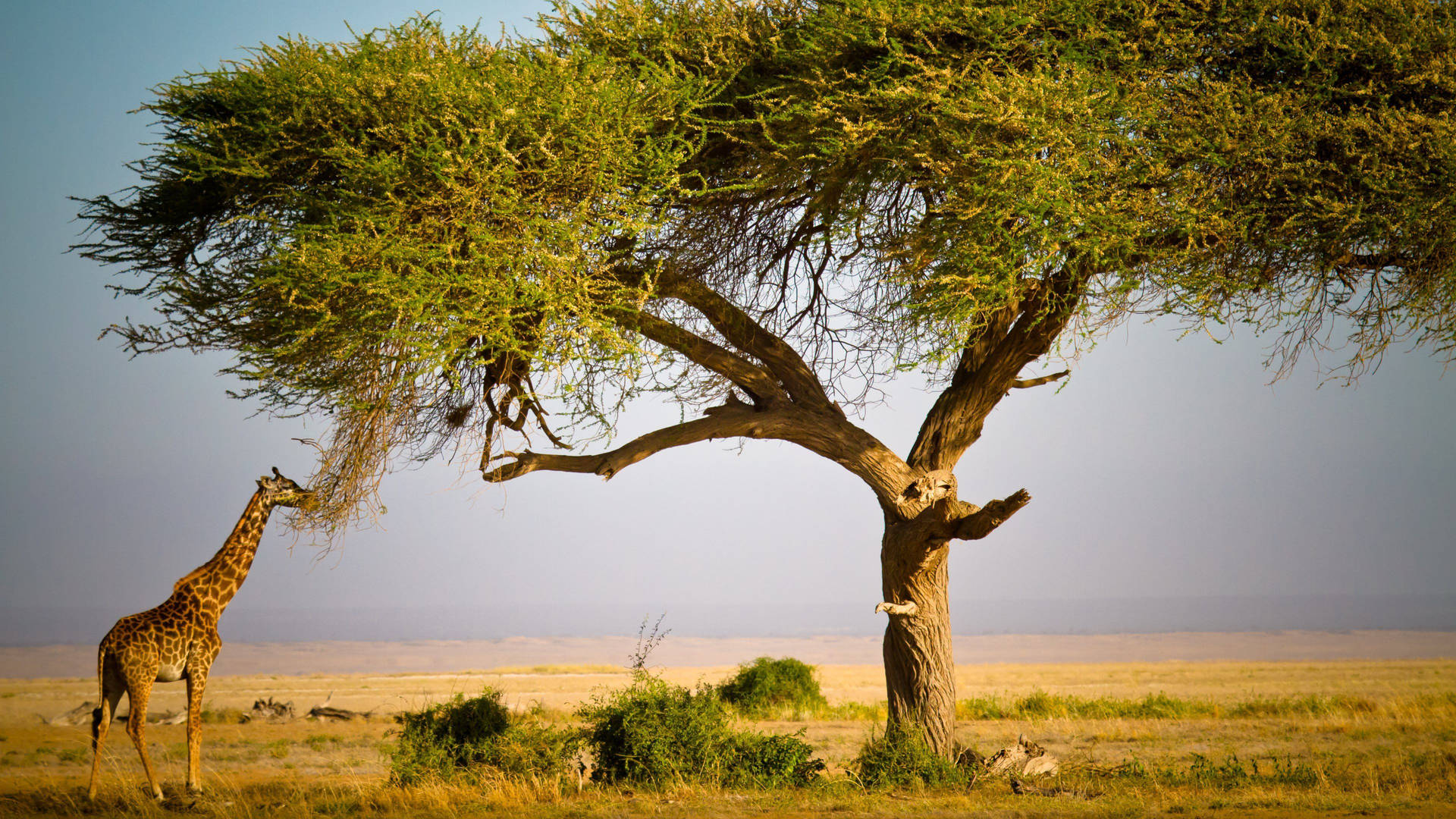 African Animals Tree Grazing Background