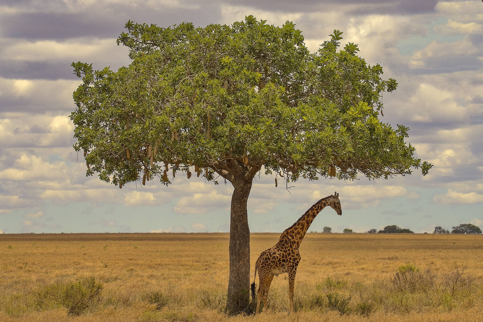 African Animals Tree Shade Background
