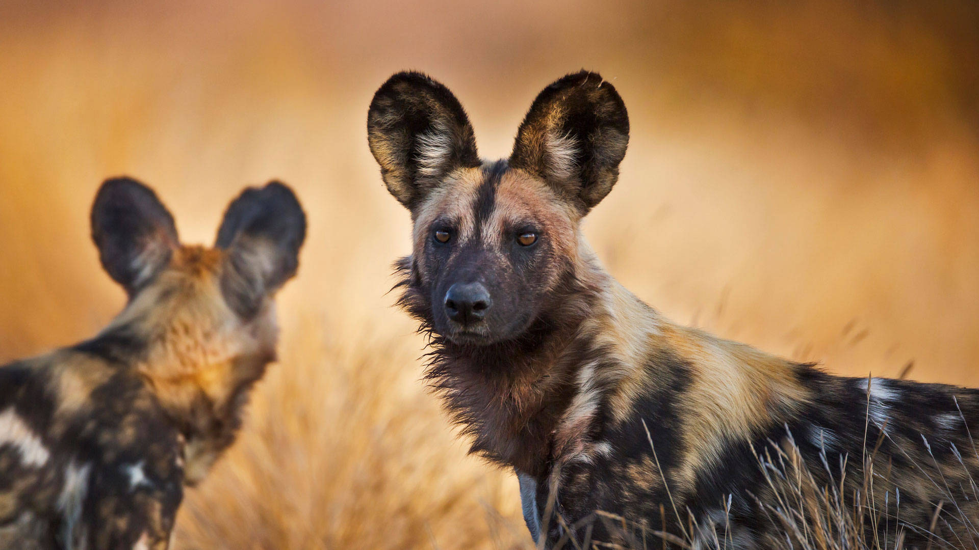 African Animals Two Wild Dogs Background