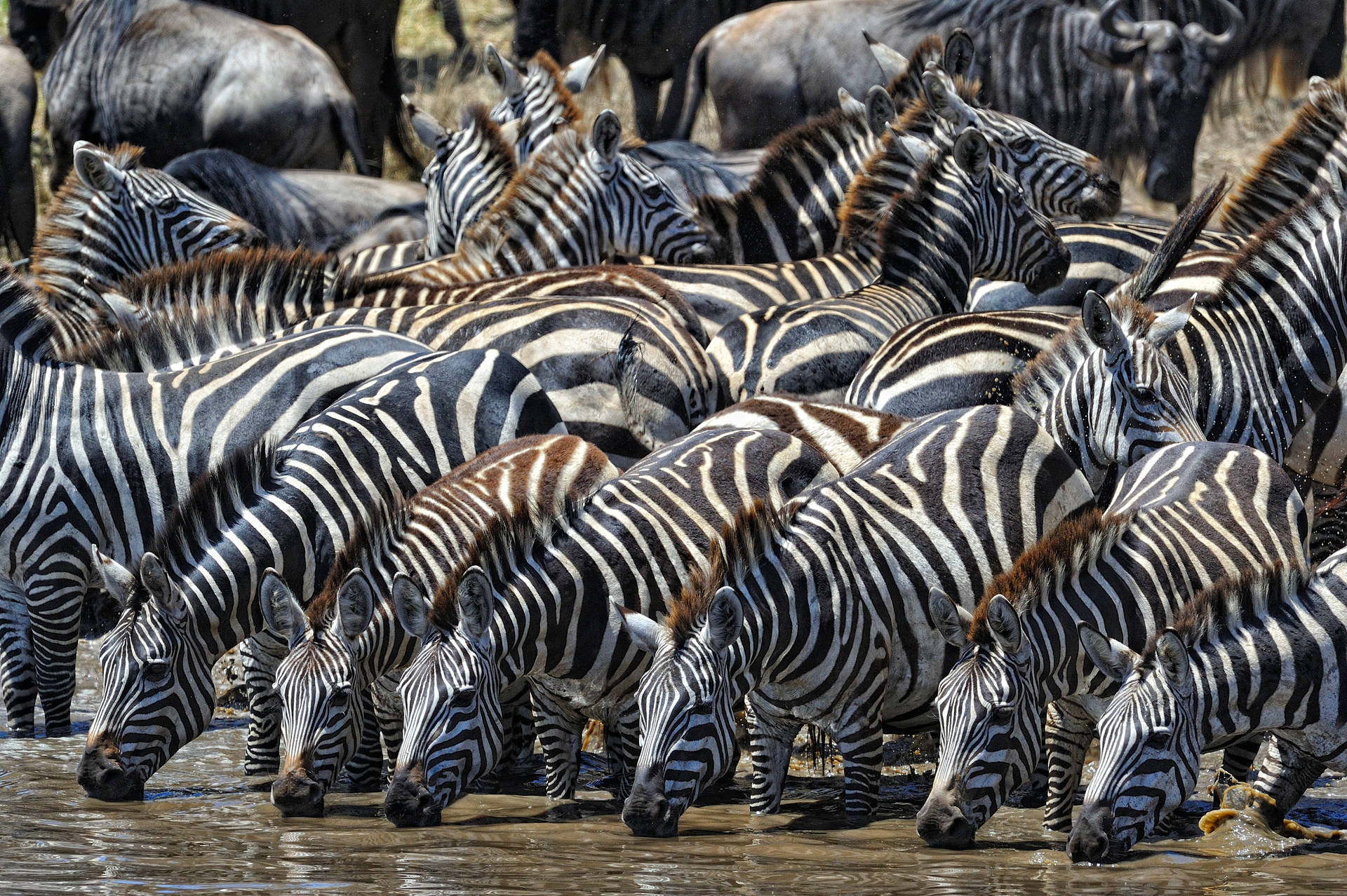 African Animals Watering Hole