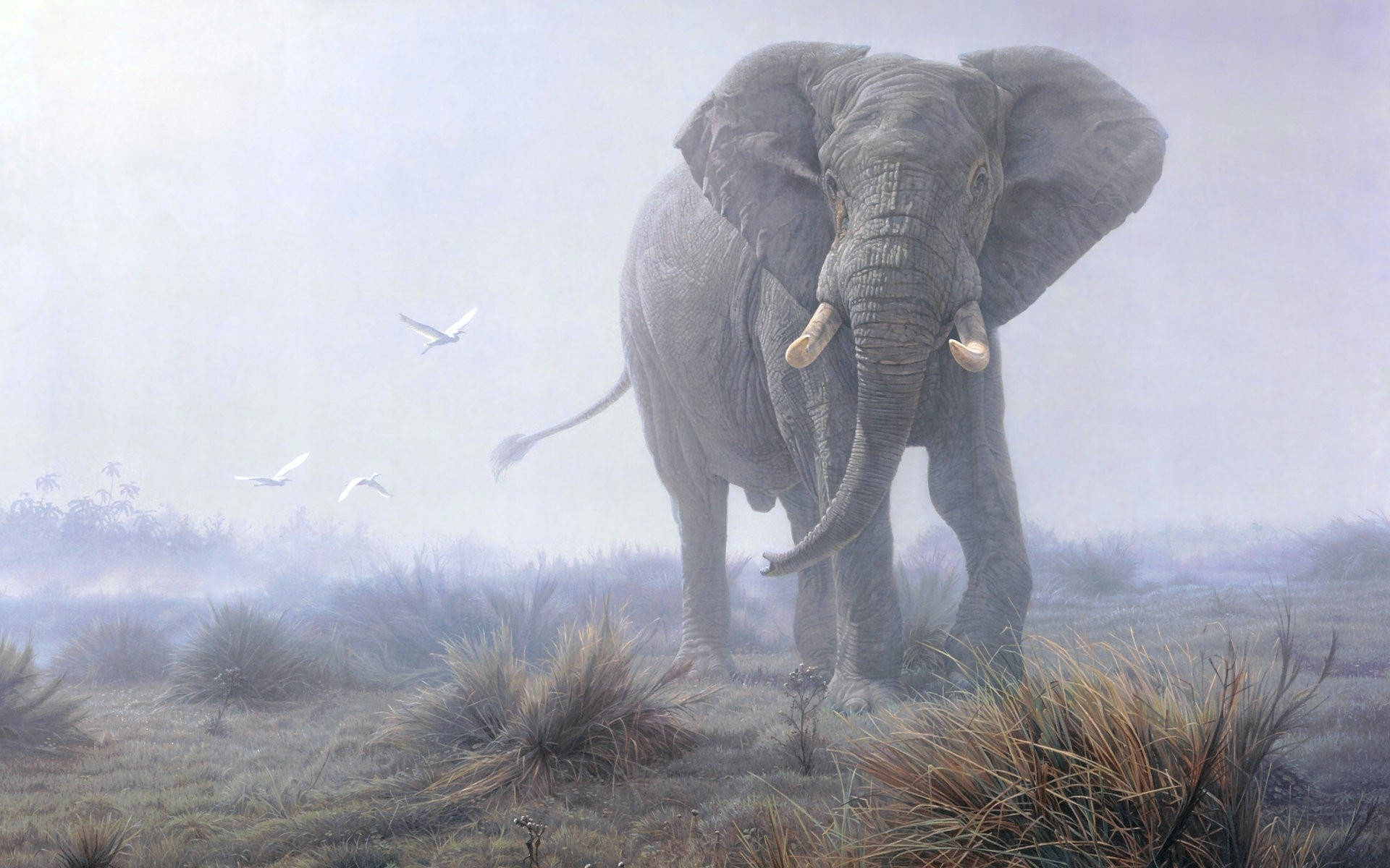 African Animals White Elephant Background