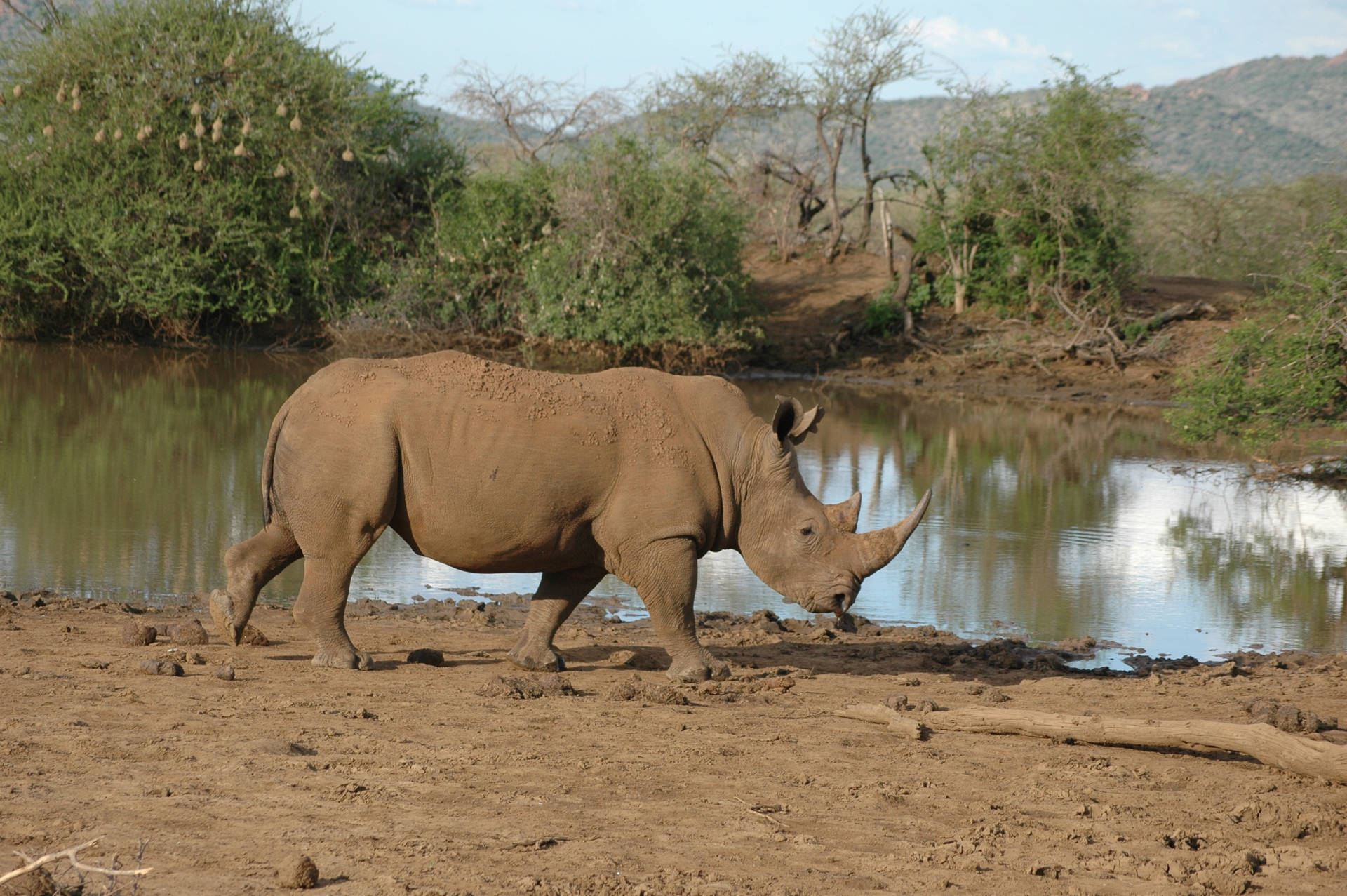 African Animals White Rhino Background