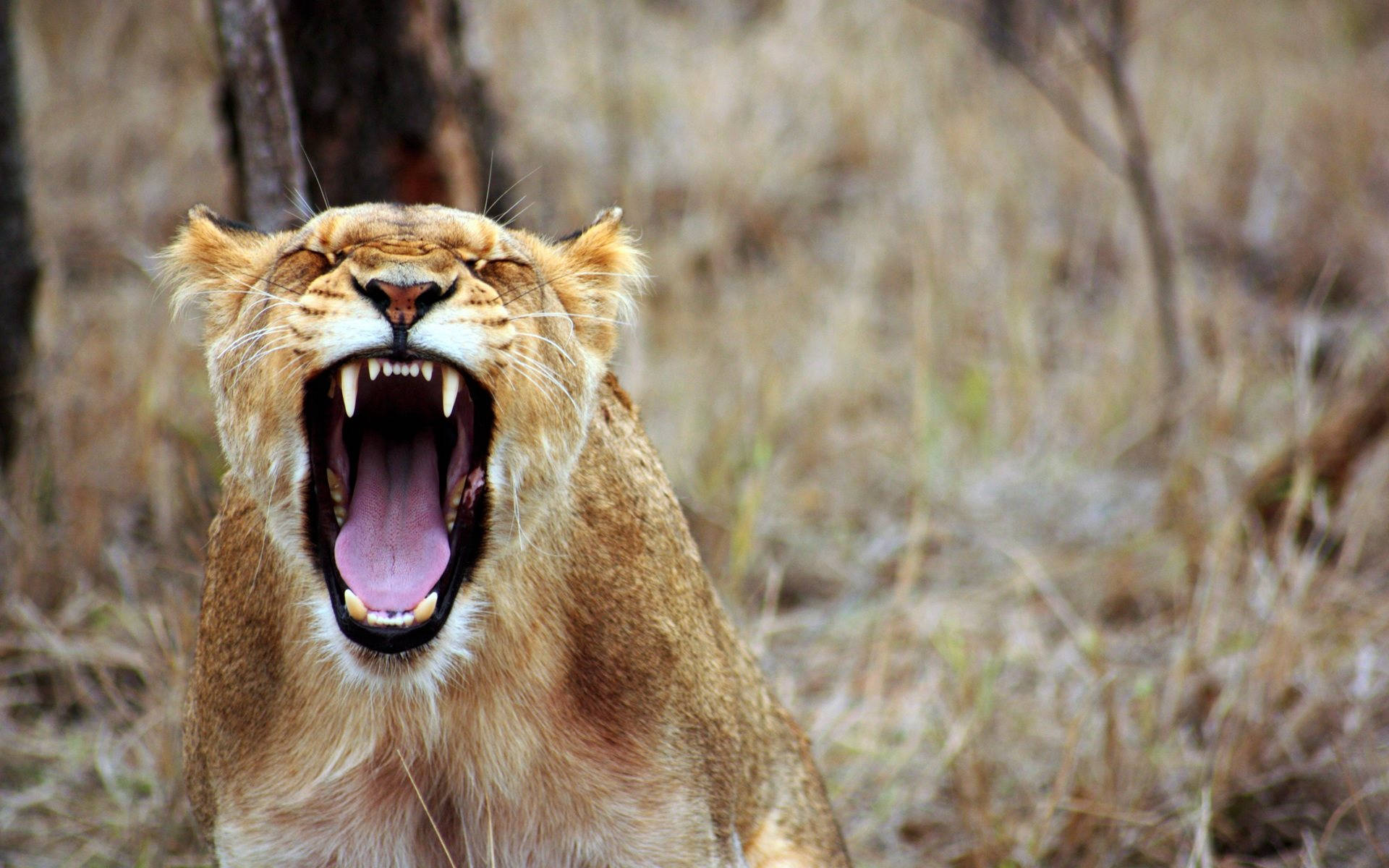 African Animals Yawning Lion Background