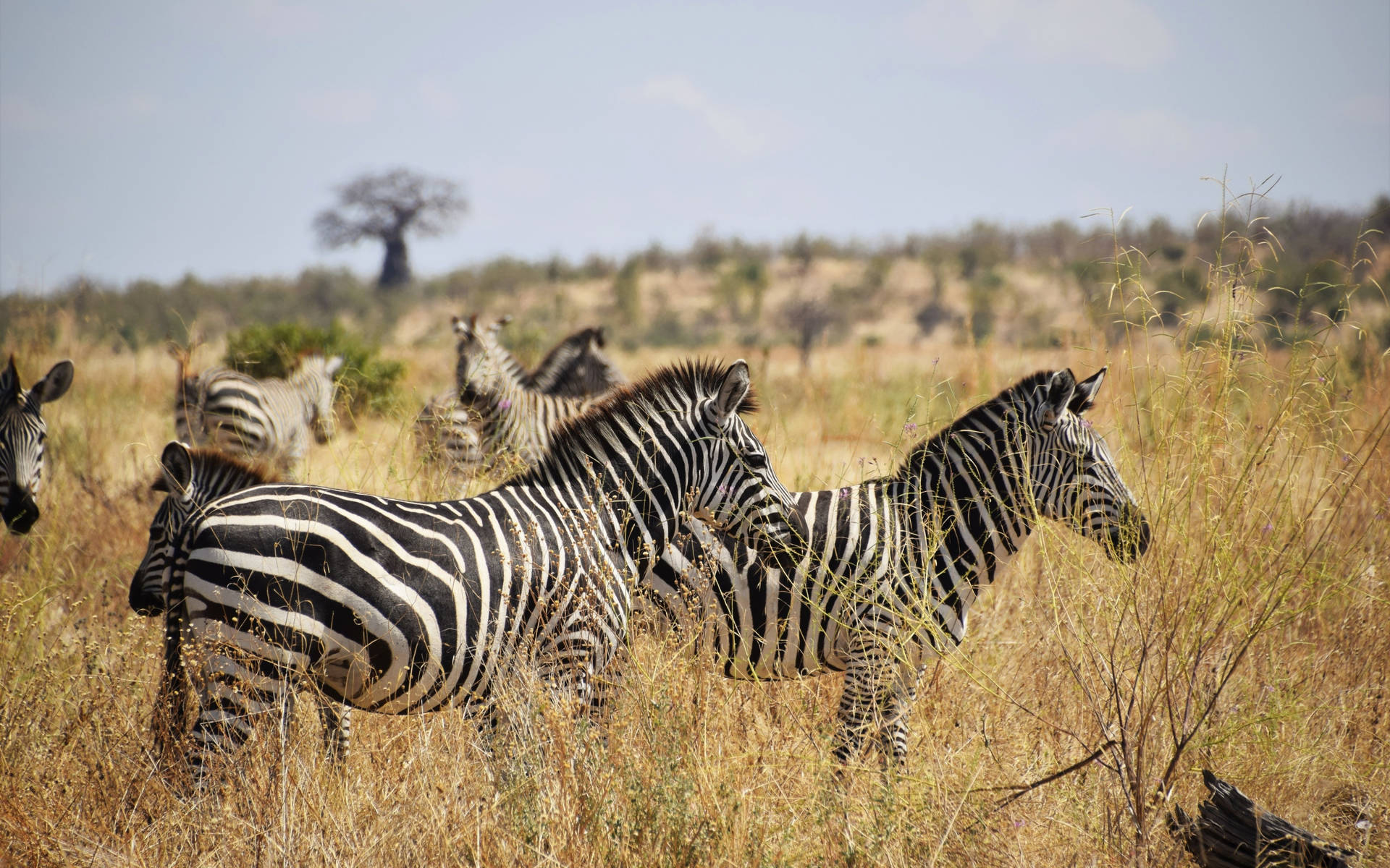 African Animals Zebras Background
