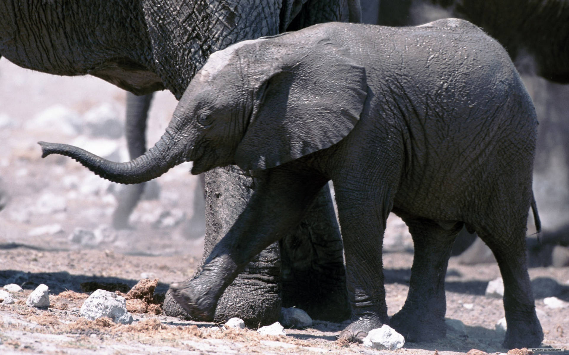 African Baby Elephant Background