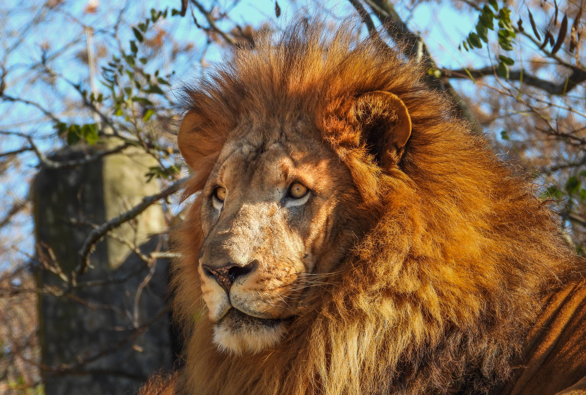African Barbary Lion Background