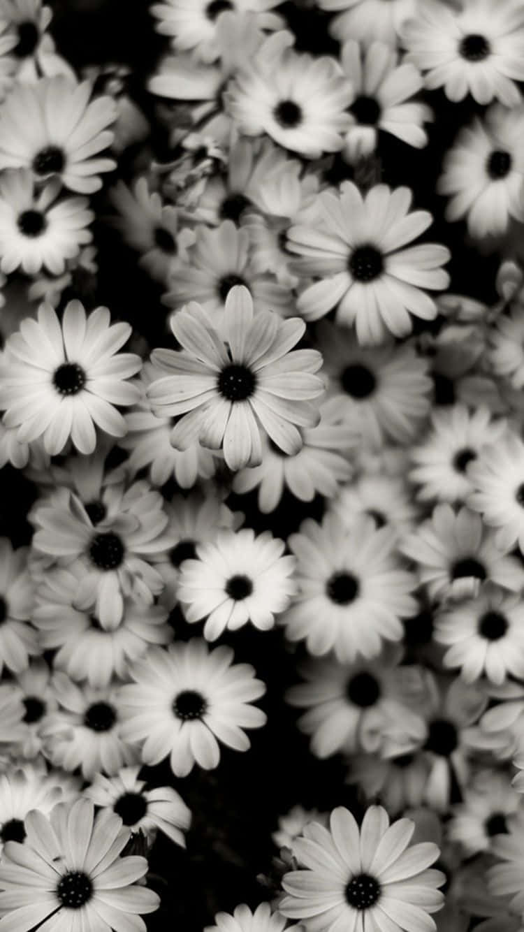 African Beautiful White Flowers Iphone Background