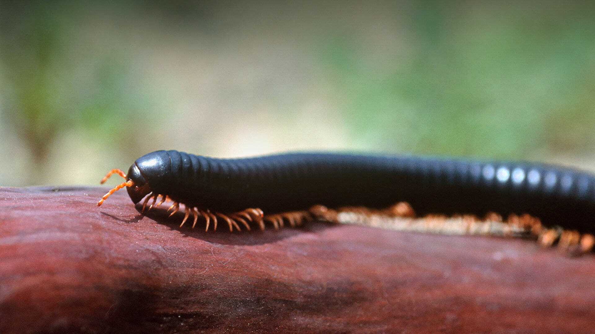 African Black Millipede On The Move