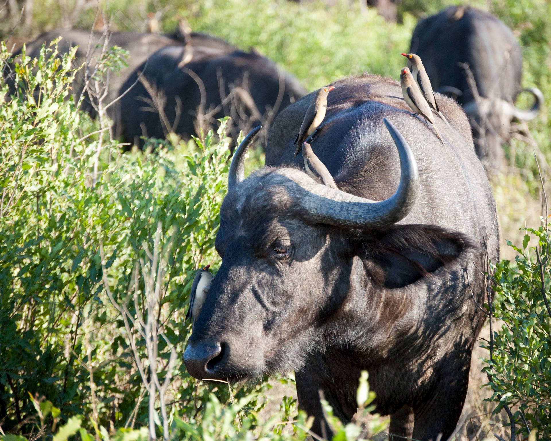 African Buffalo Ox