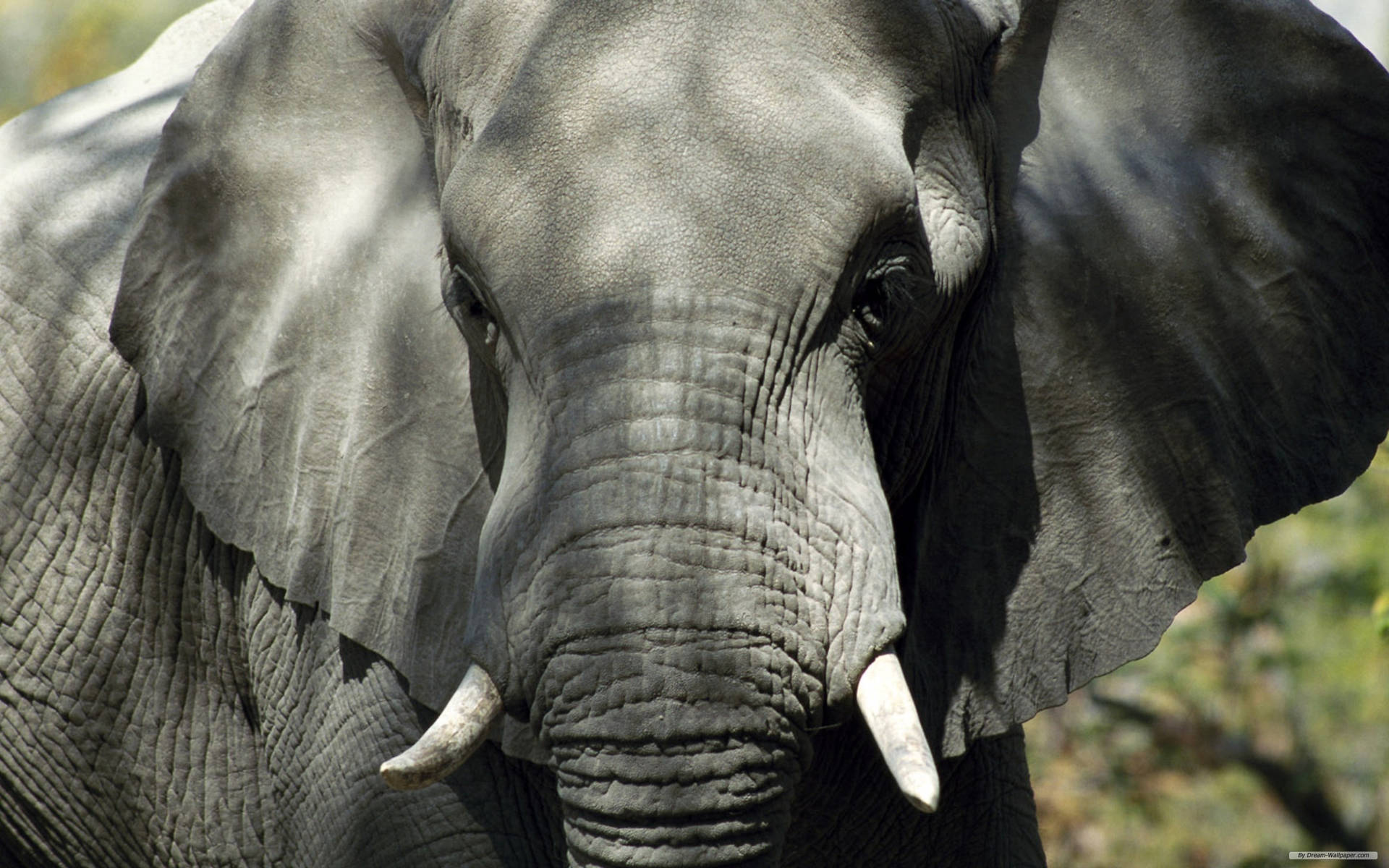 African Bush Elephant Close-up Background