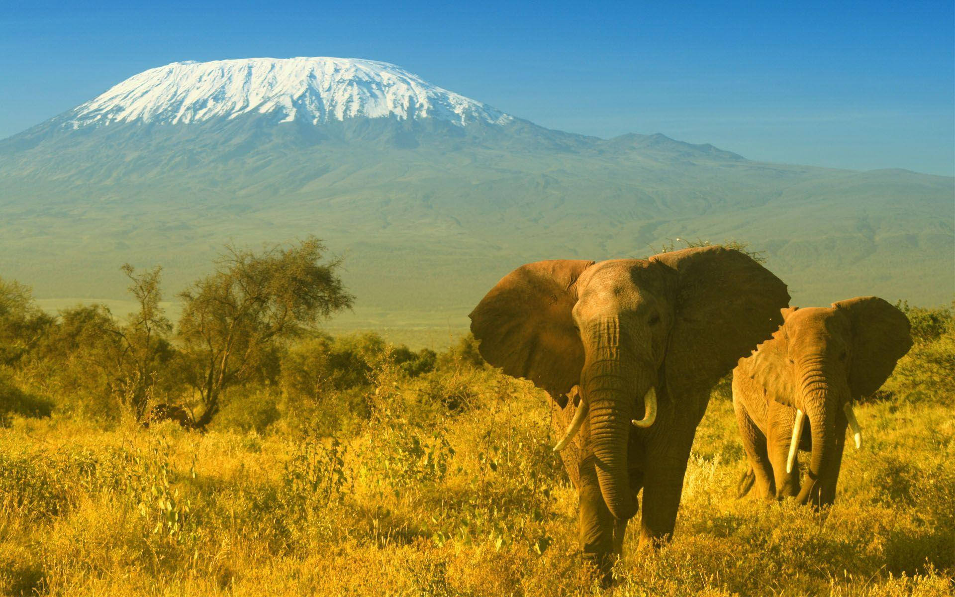 African Bush Elephant In Kenya Background