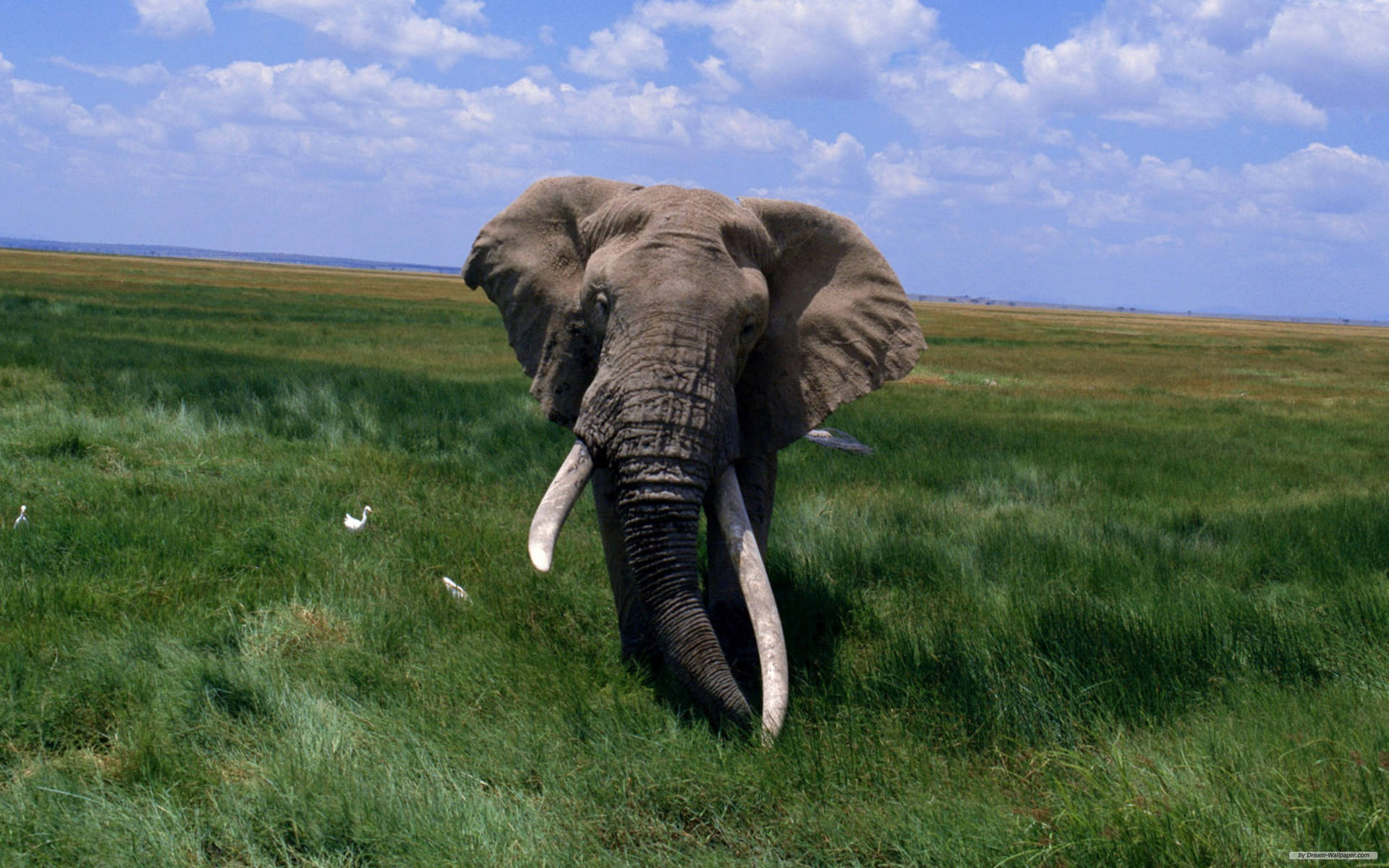 African Bush Elephant On Savannah Background
