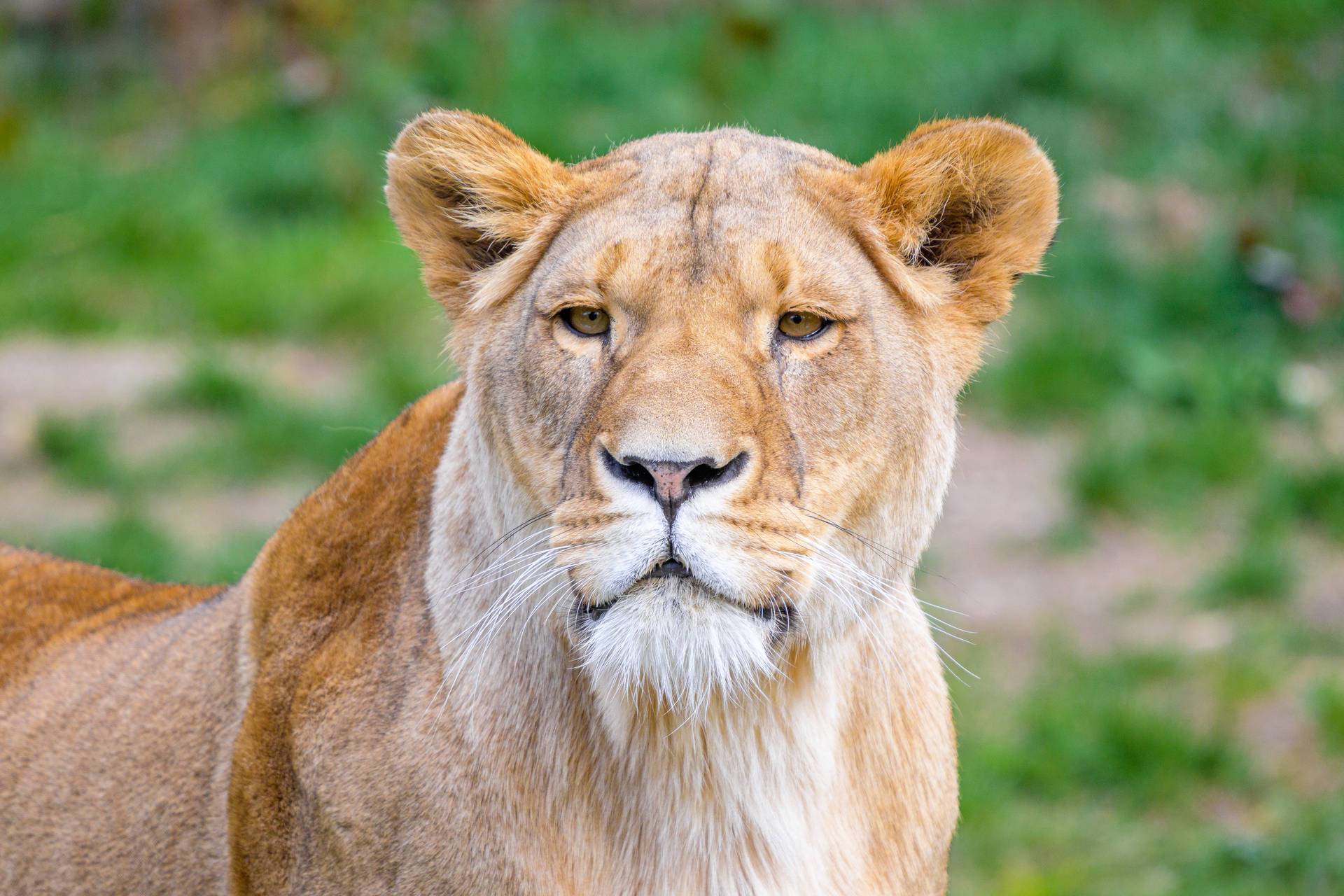 African Calm Lion Background